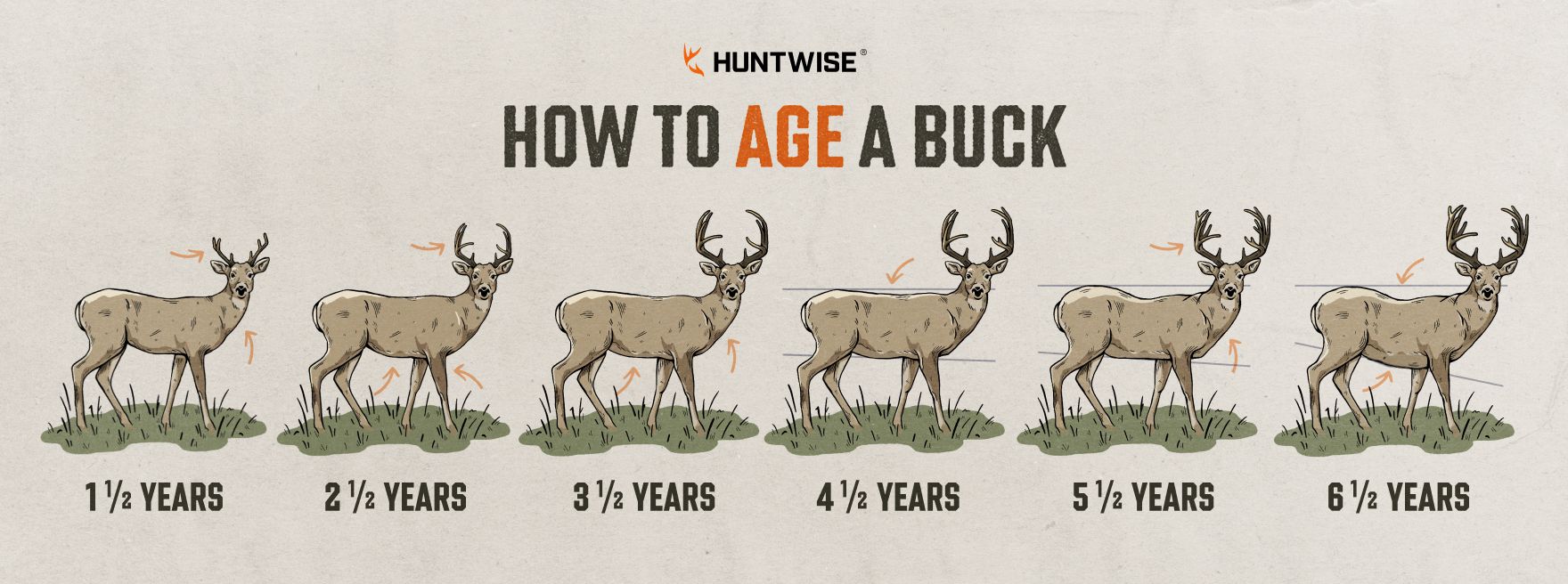 Infographic showing images of bucks at different ages, how to age a buck concept. 