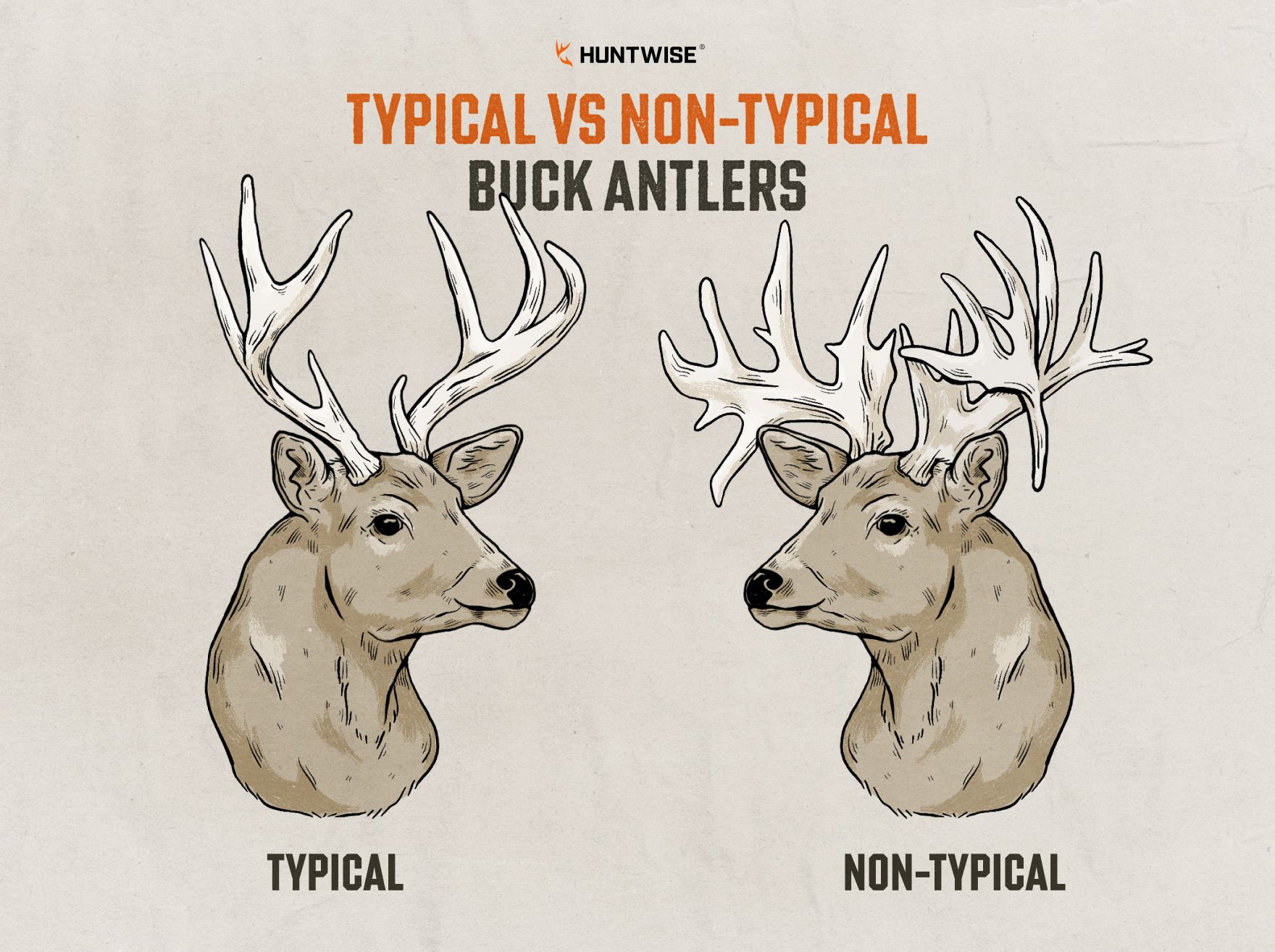 Infographic showing a typical and non-typical buck, deer antlers explained concept. 