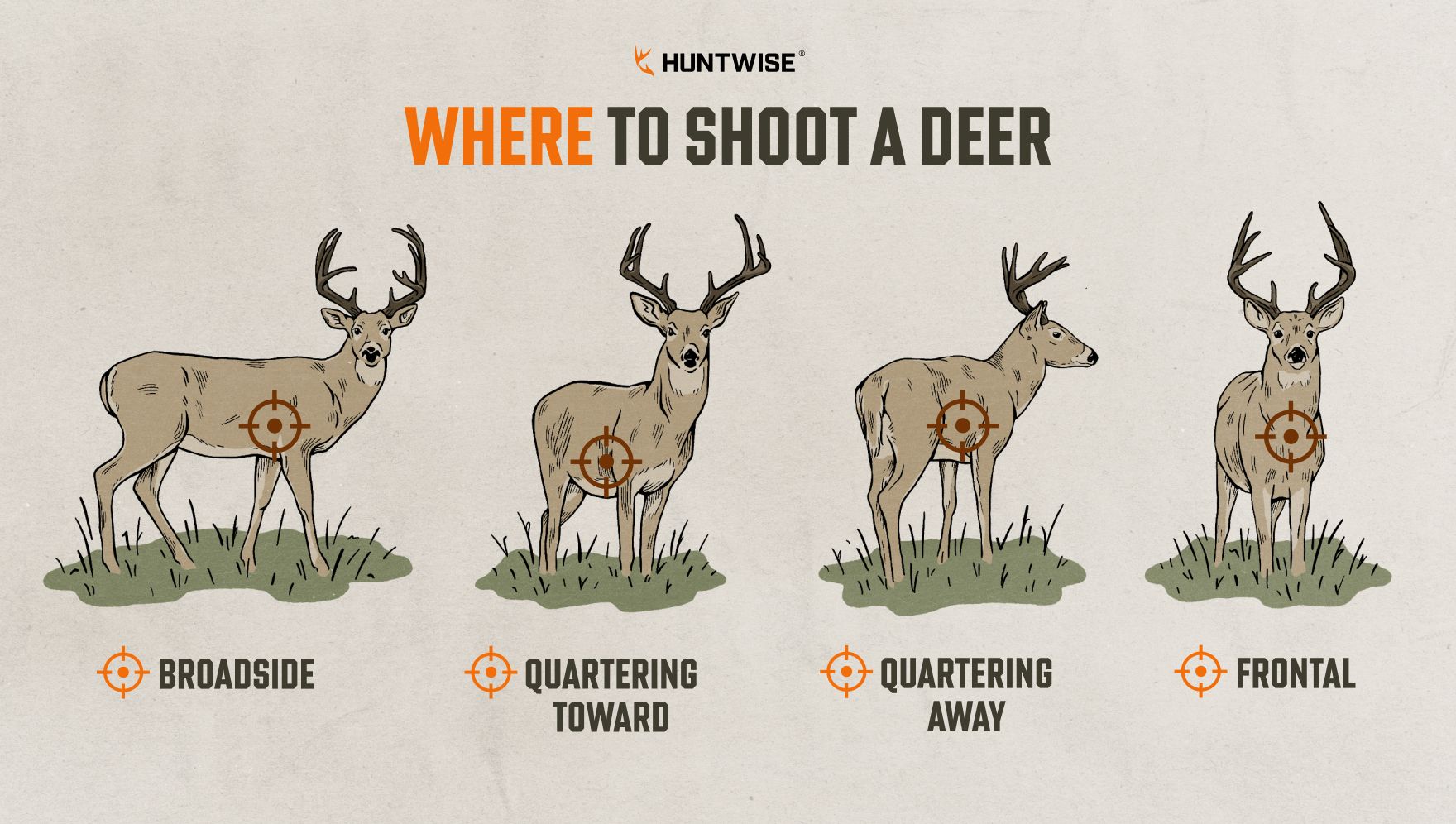 Graphic showing four shot placements, where to shoot a deer concept. 