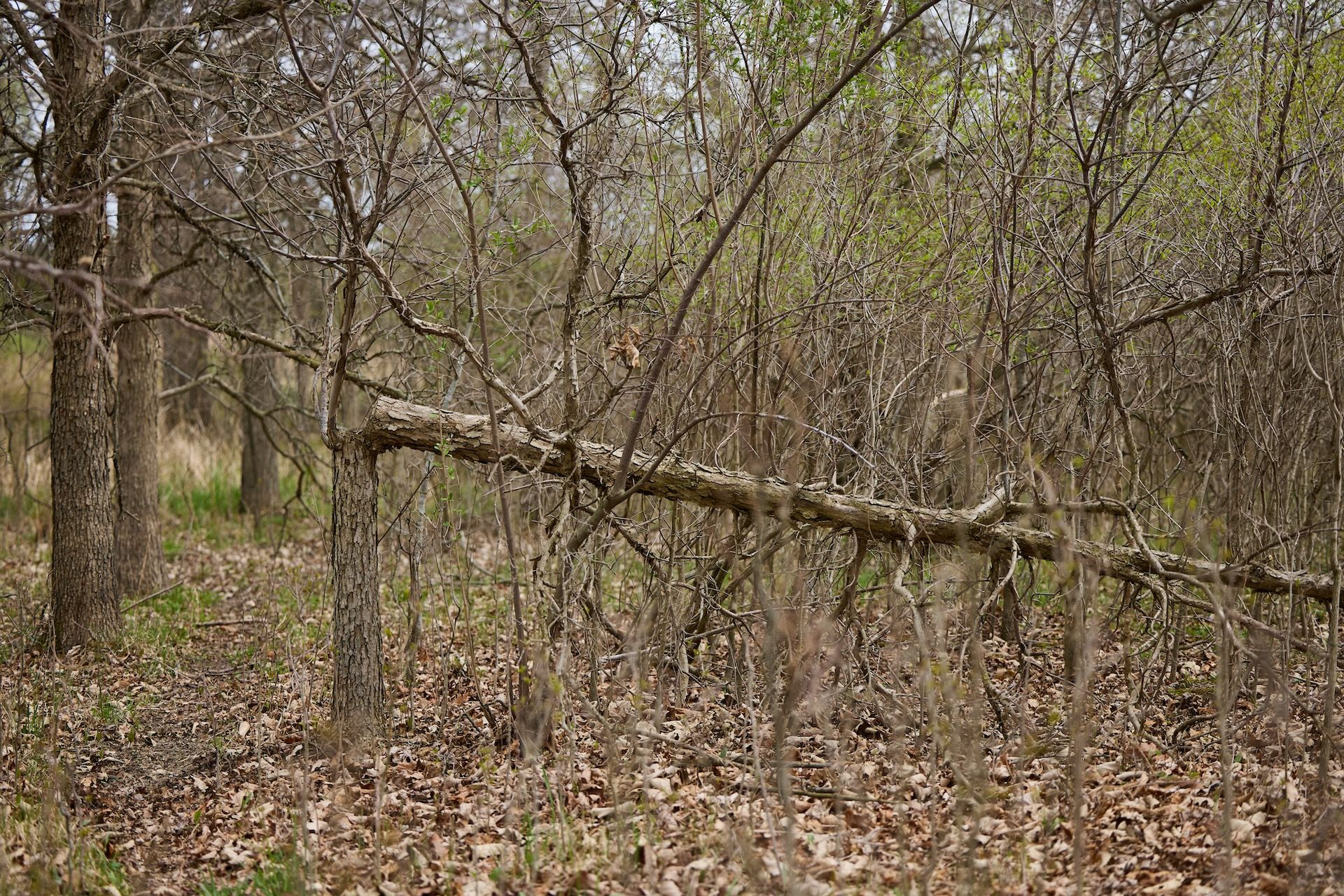 A hinge cut tree in the woods, best time to hinge cut trees concept.