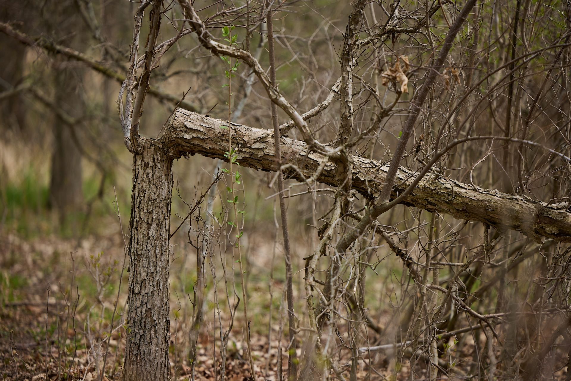 A tree with a hinge cut in the woods.