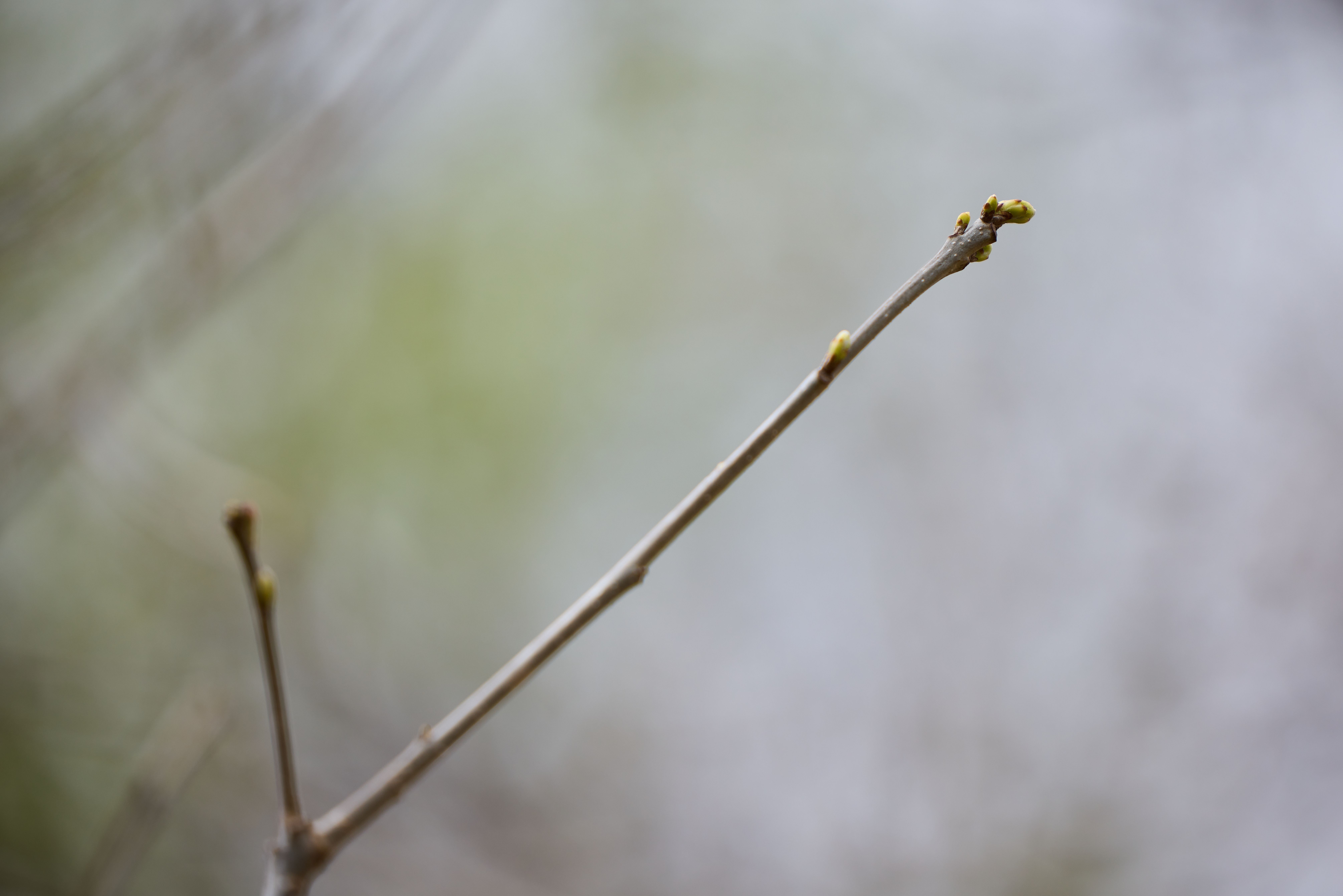 Close-up of buds on tree in spring, best time to hinge cut trees concept.