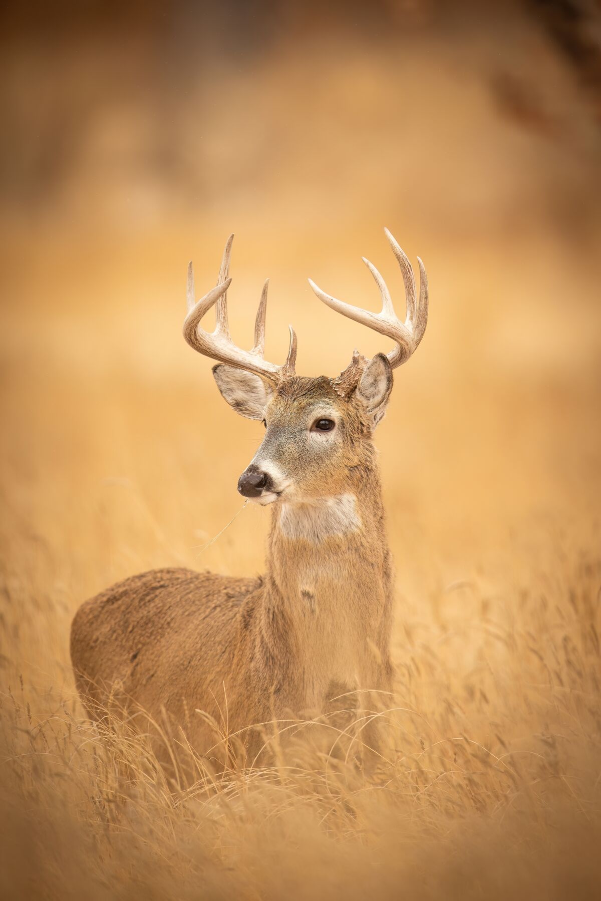 Buck in a field in October, whitetail pre-rut strategies concept. 