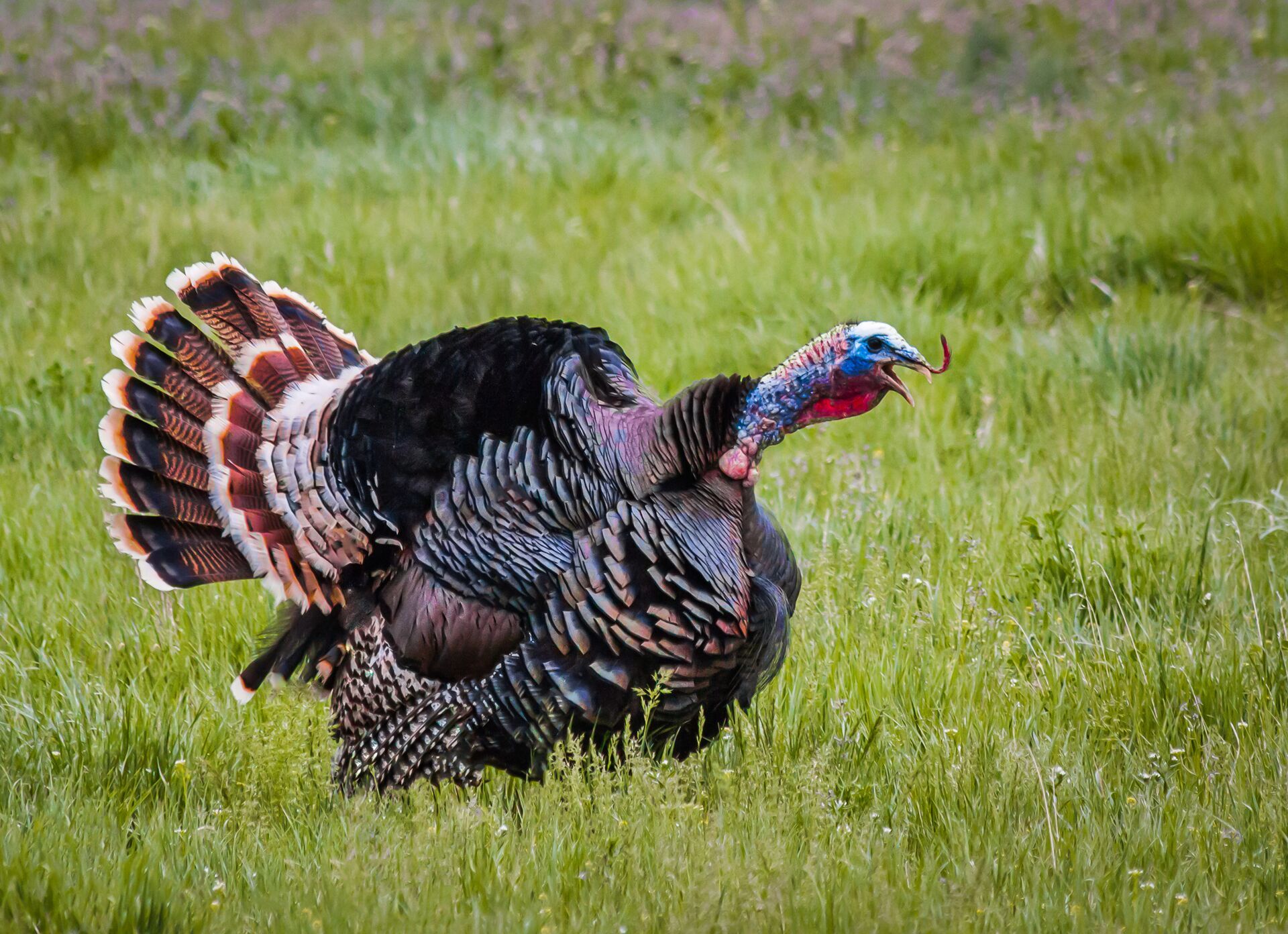 A Merriam turkey gobbles in a field, Merriam turkey hunting concept.