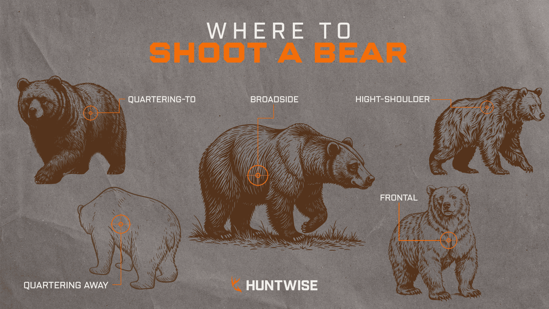 Graphic highlighting the best shot placements for hunting a bear, where to shoot a bear concept. 