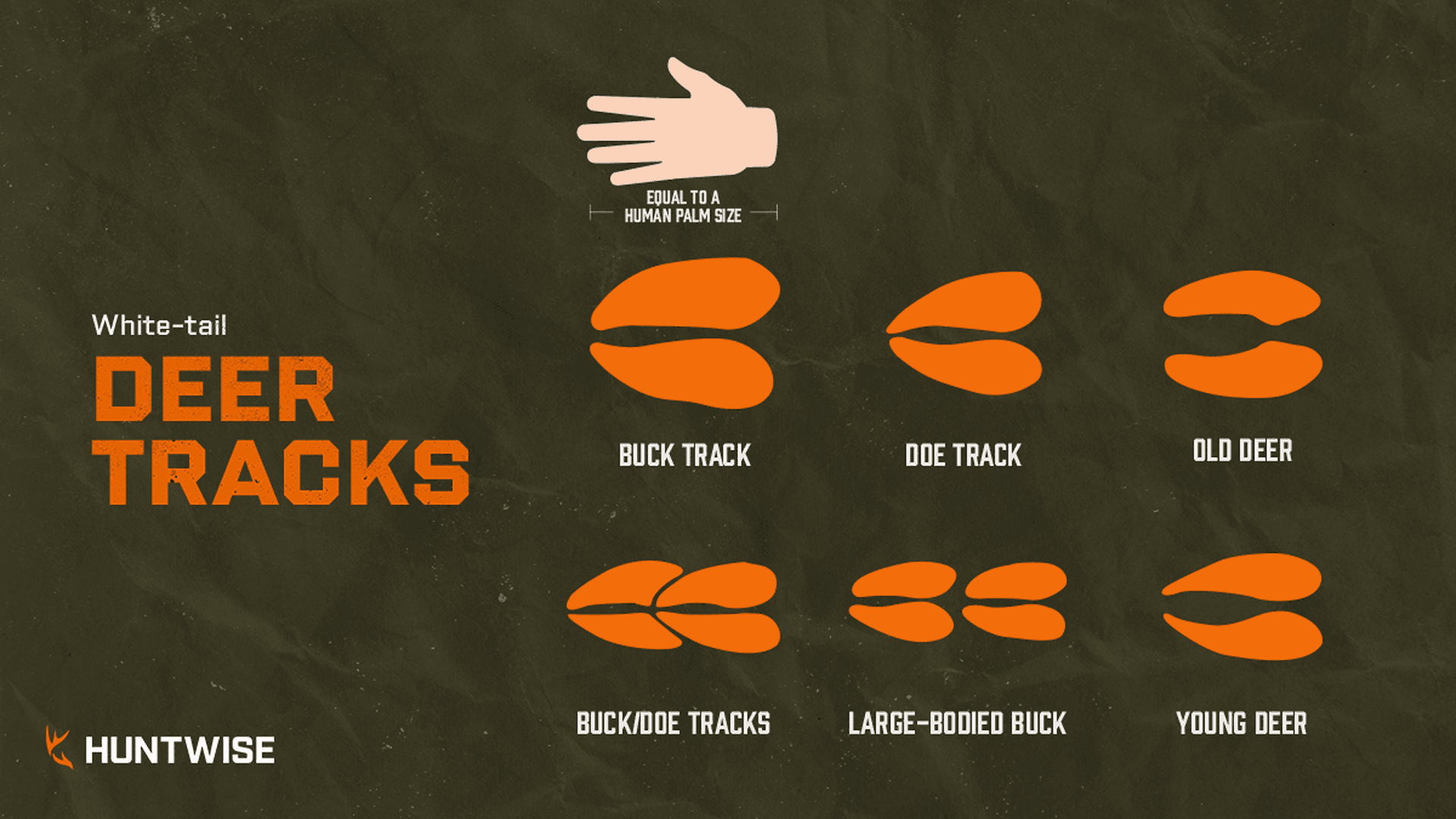 Illustration showing various sizes of white tail deer tracks compared to a hand.