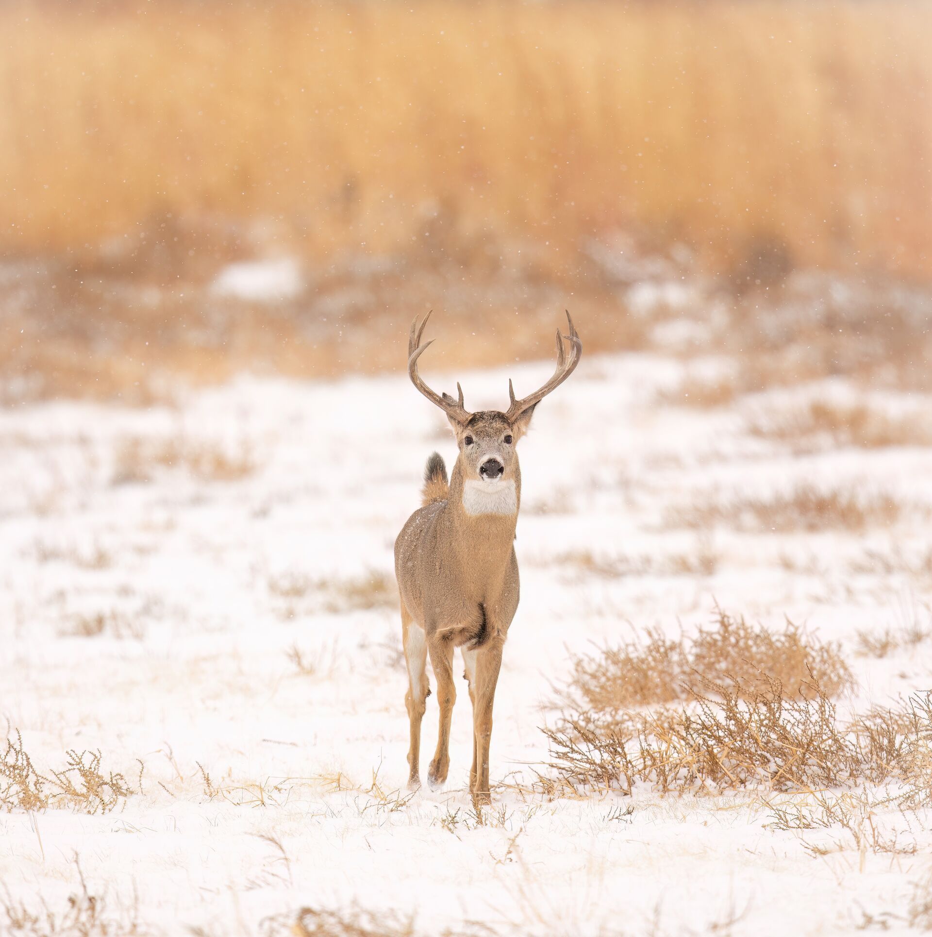 Buck deer walking on light snow, November deer hunting concept. 