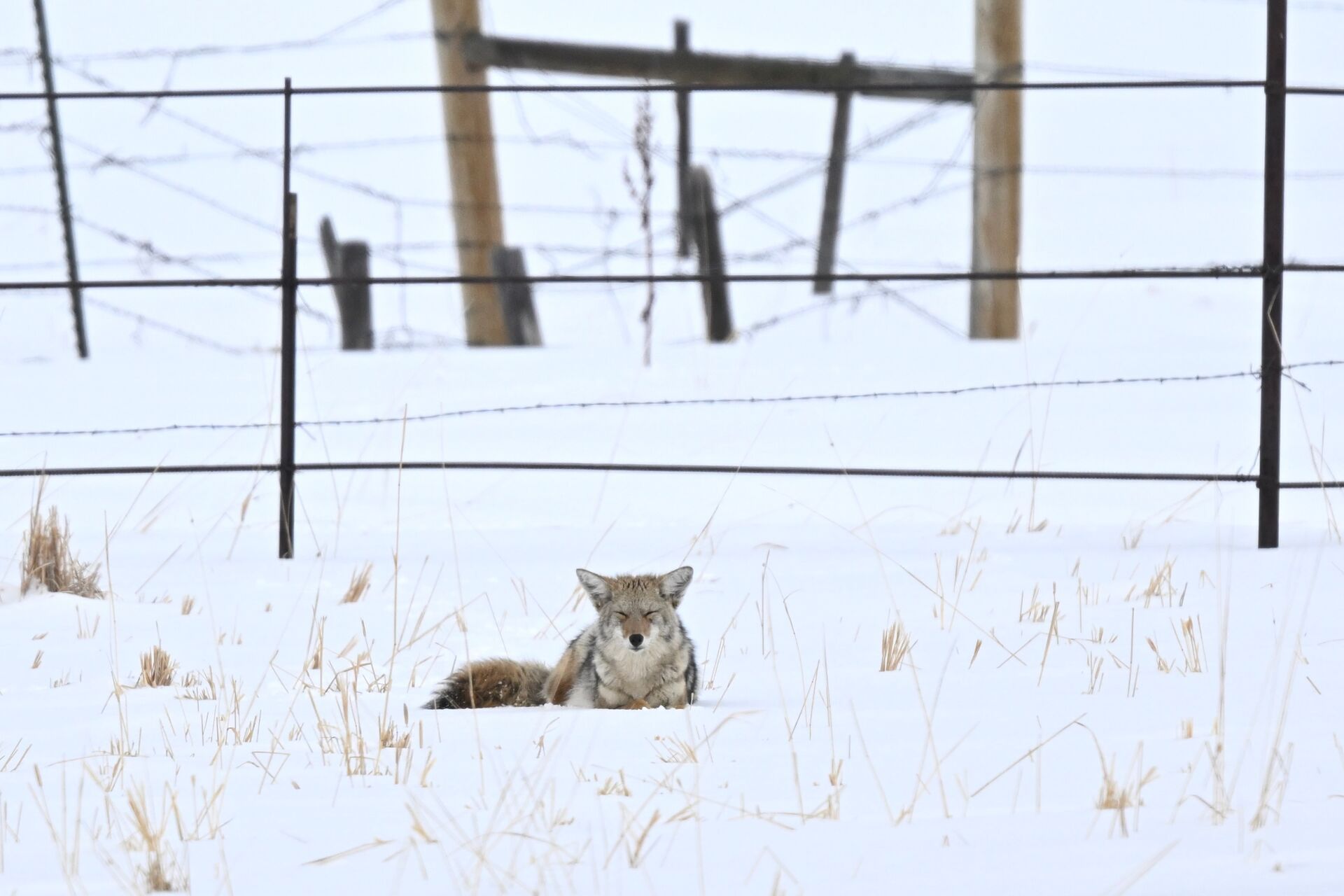 A coyote lays in the snow near a fence.