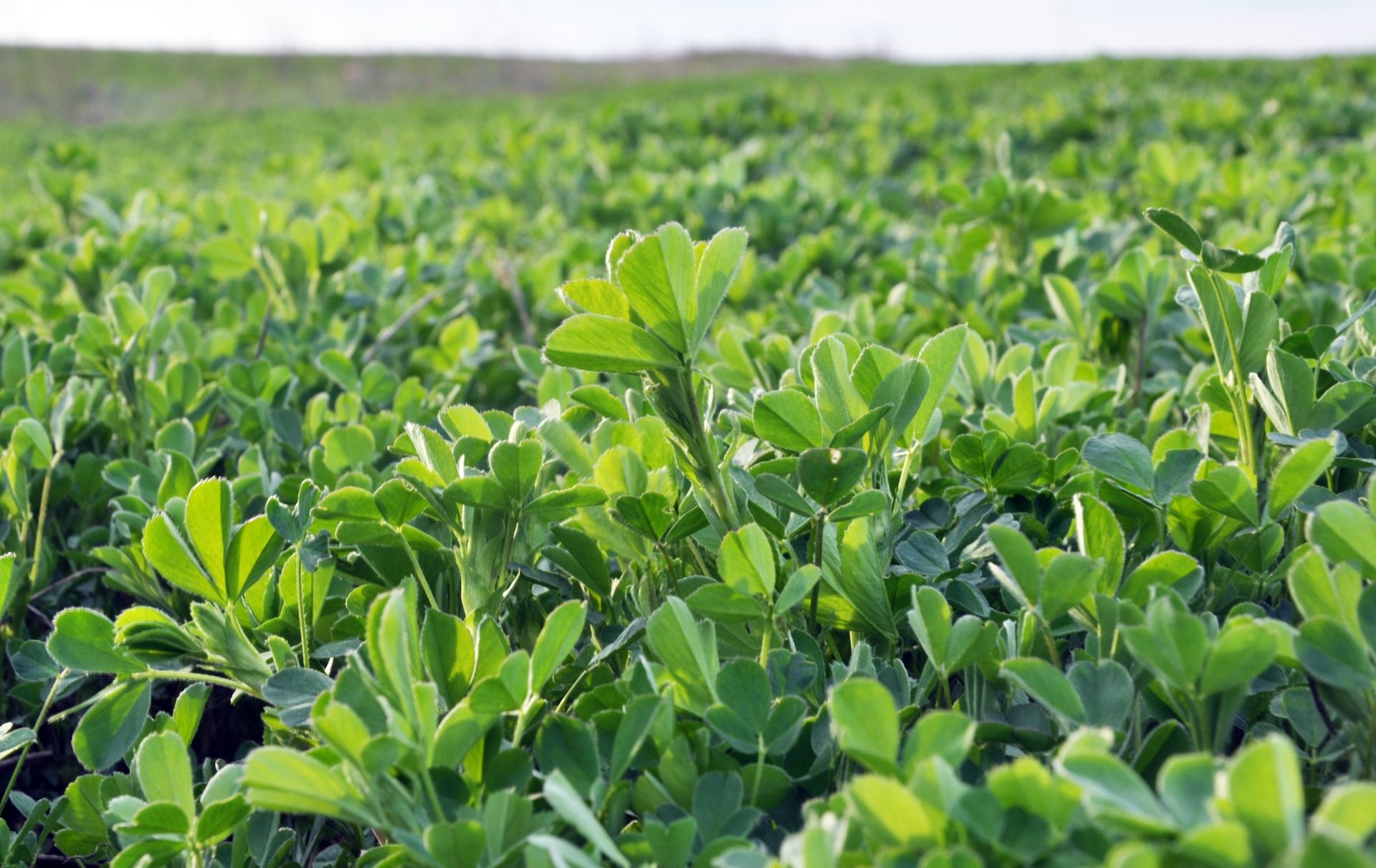 Close-up of alfalfa in a field. 