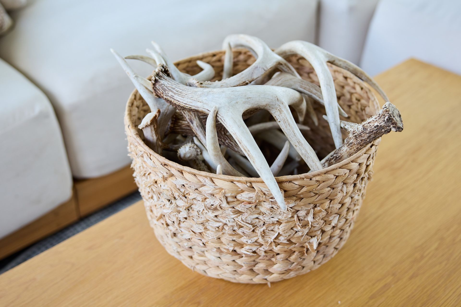 Several sets of antlers in a basket, what to do with deer horns concept.
