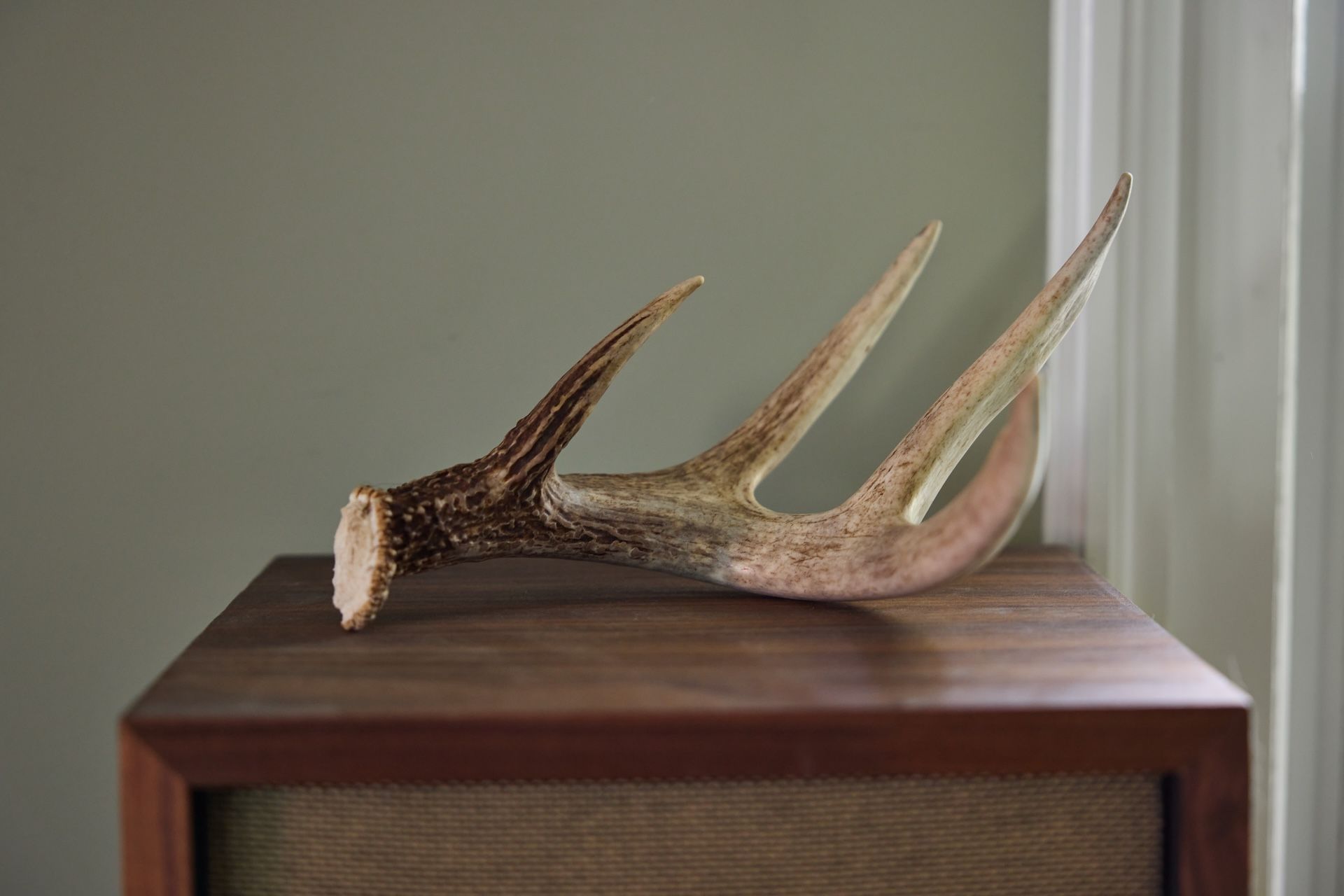 Deer antlers on a table, selling deer antlers concept.