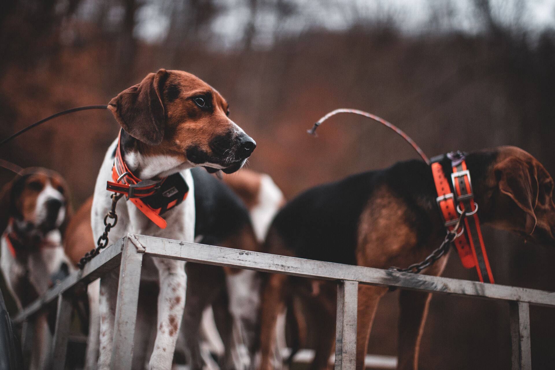 Beagles ready to hunt, how to hunt rabbits with dogs concept. 