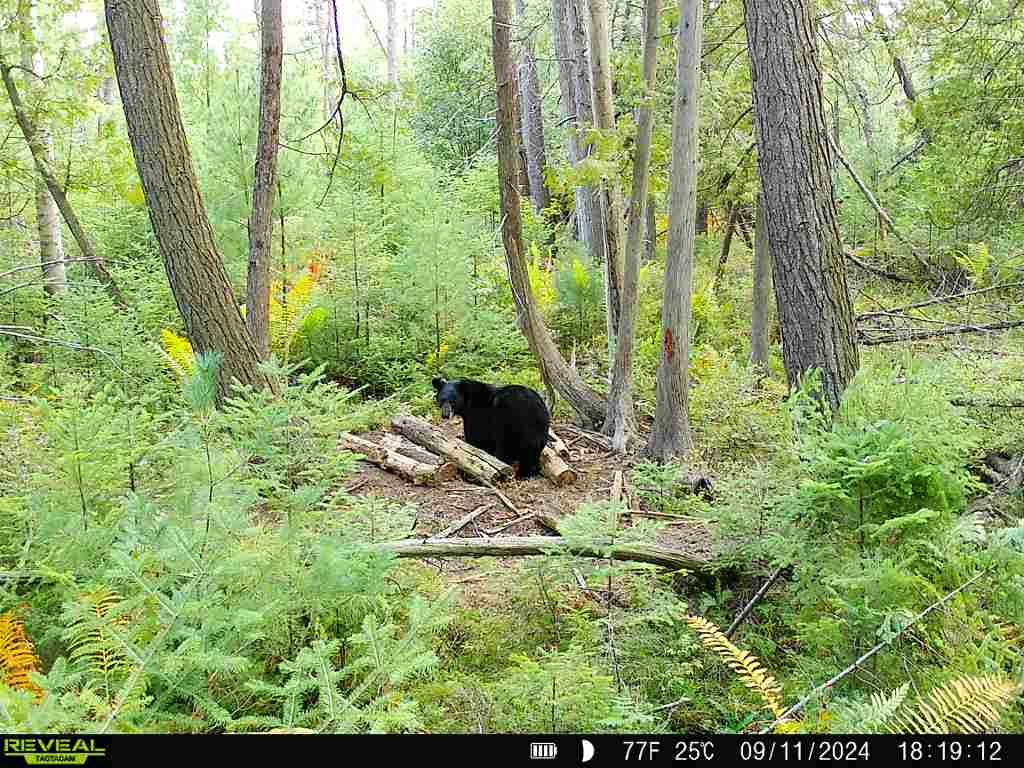 A trail cam shot of a bear in the woods, what is bear baiting concept. 