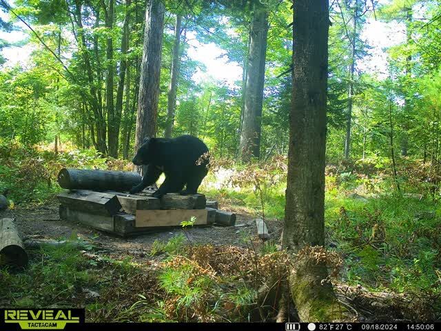 Bear on a trail cam in the woods, scouting for PA archery season for bear hunts concept. 