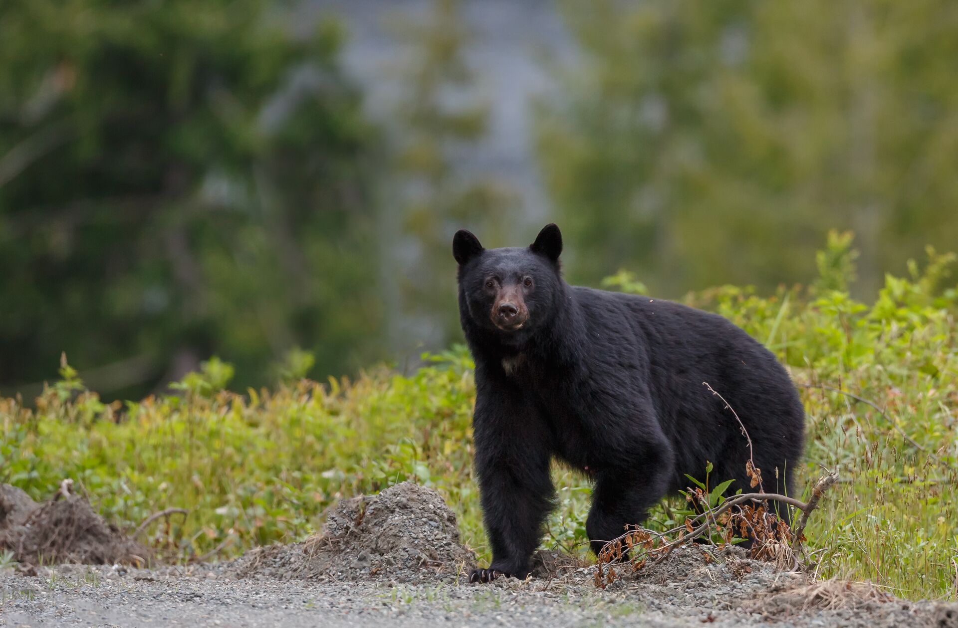 A black bear standing near a road. 