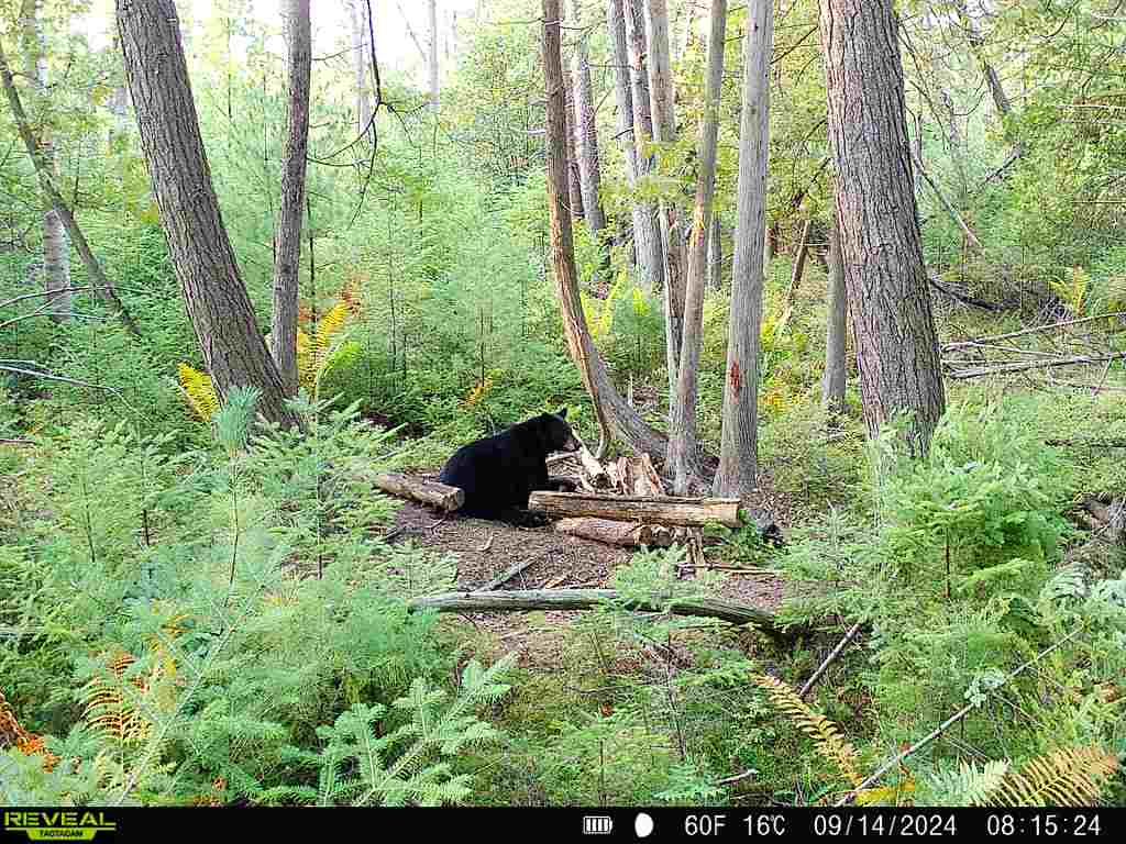 A black bear sits on downed logs in a forest. 