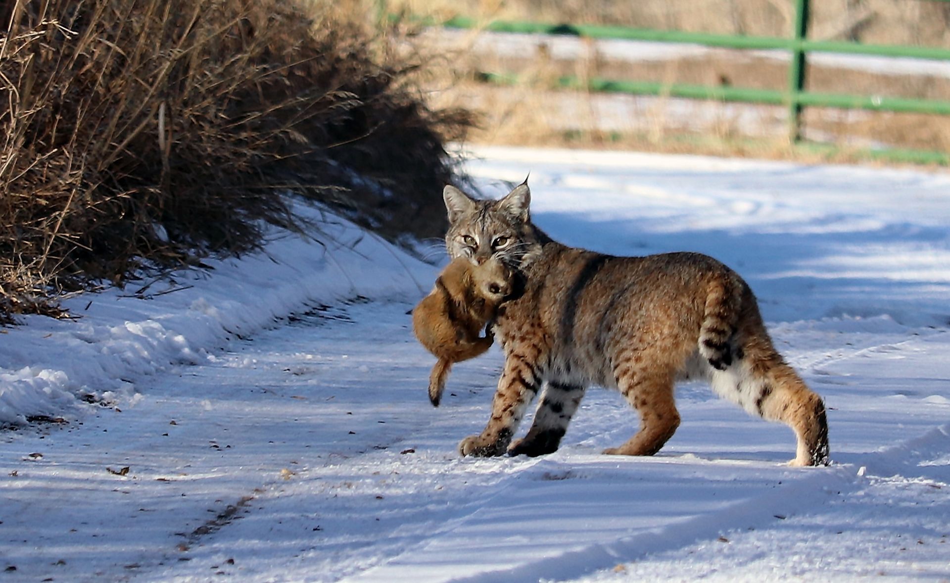 Bobcat with small animal in its mouth, PA trapping season concept. 