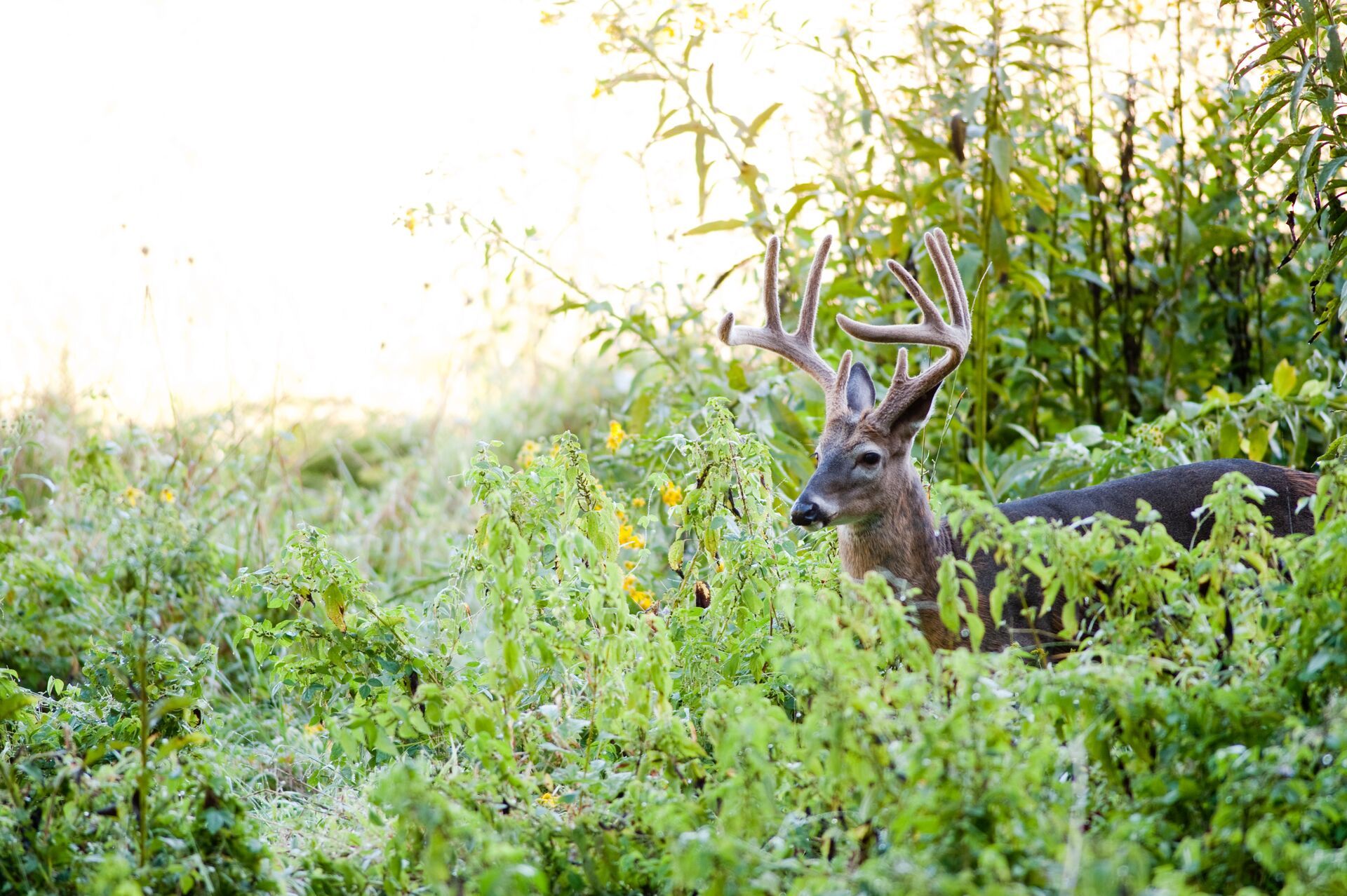 Buck deer with large antlers in food plot. 