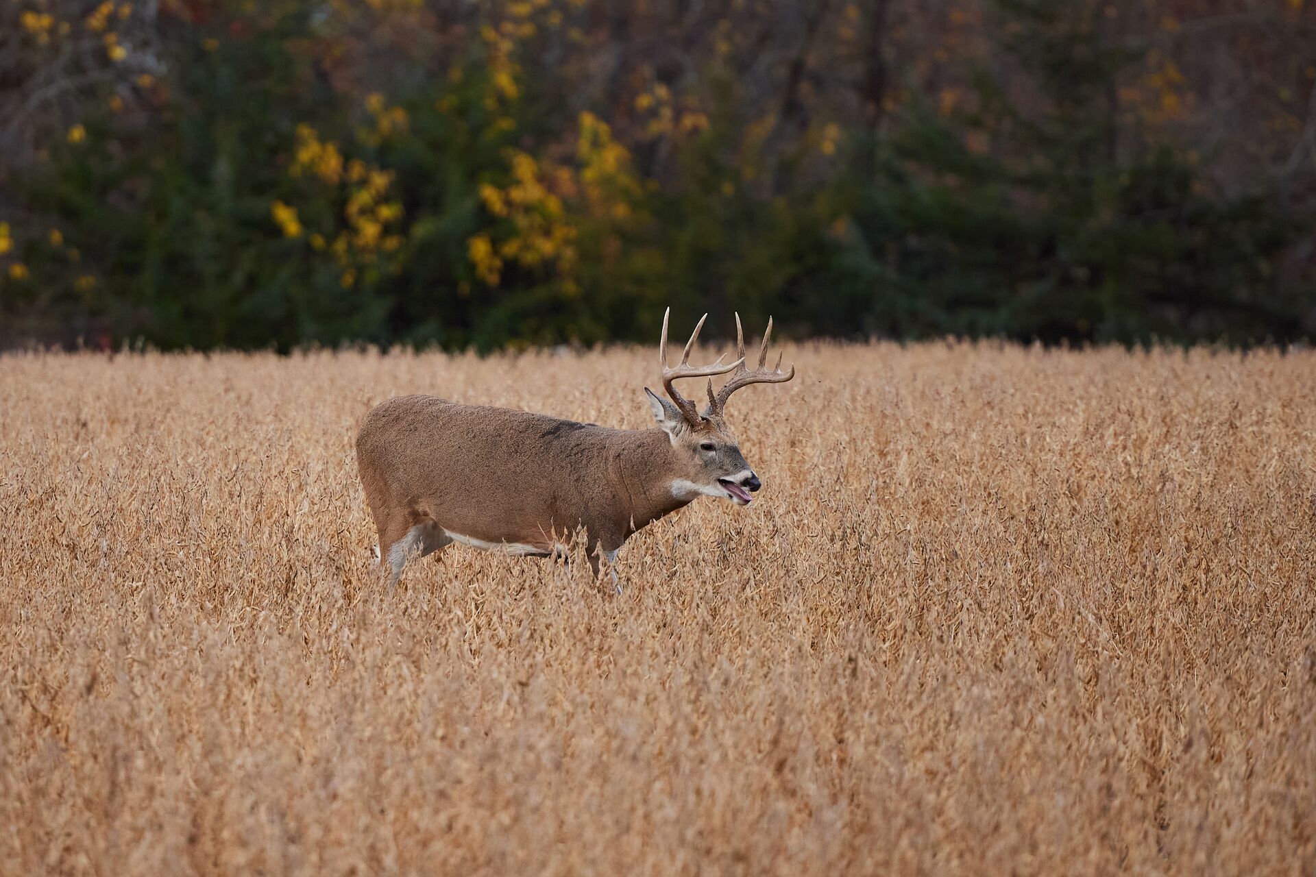 A buck deer grazes in a field, best states for deer hunting concept. 