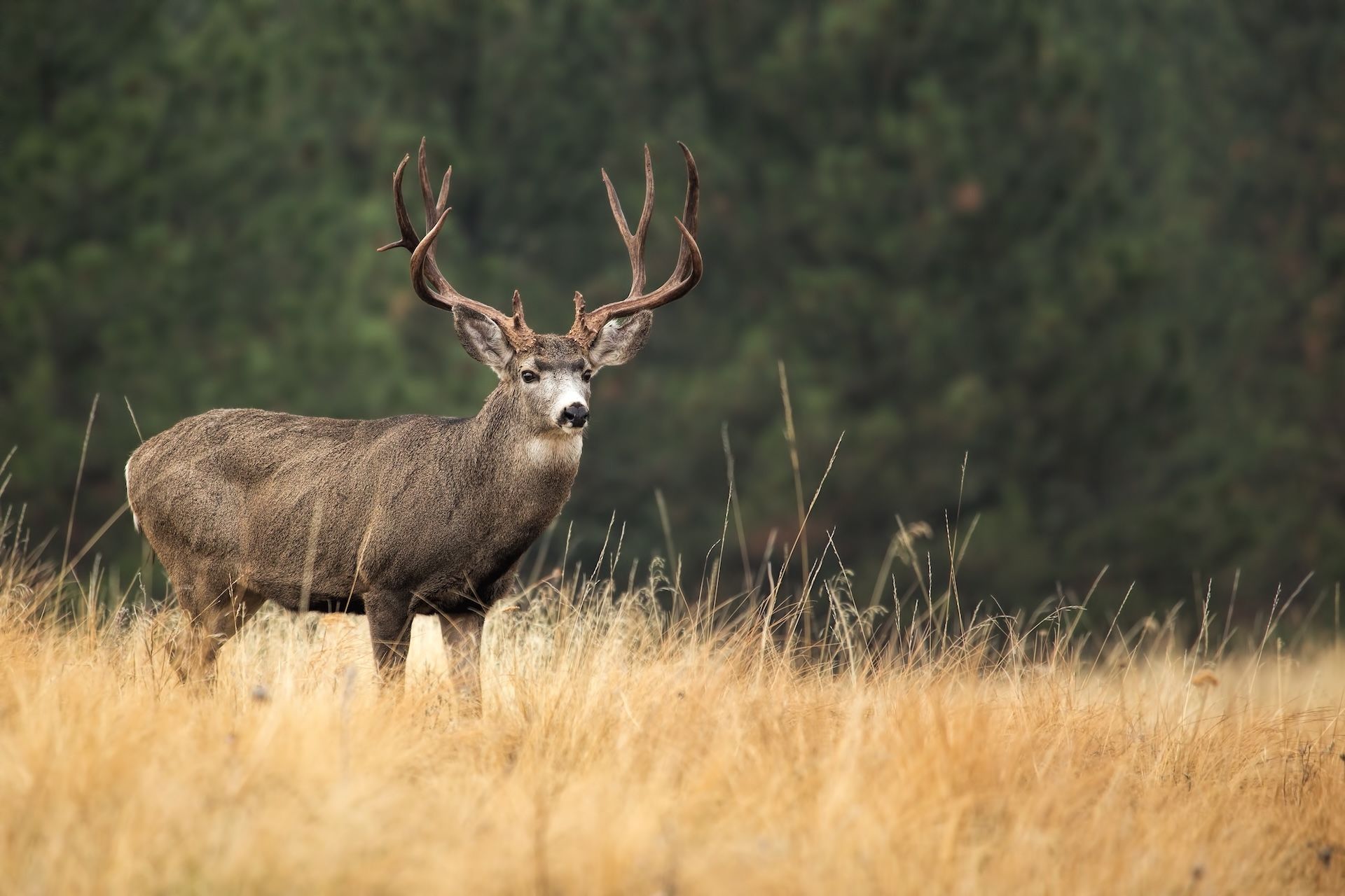 Buck mule deer in a field, what is a mule deer concept. 