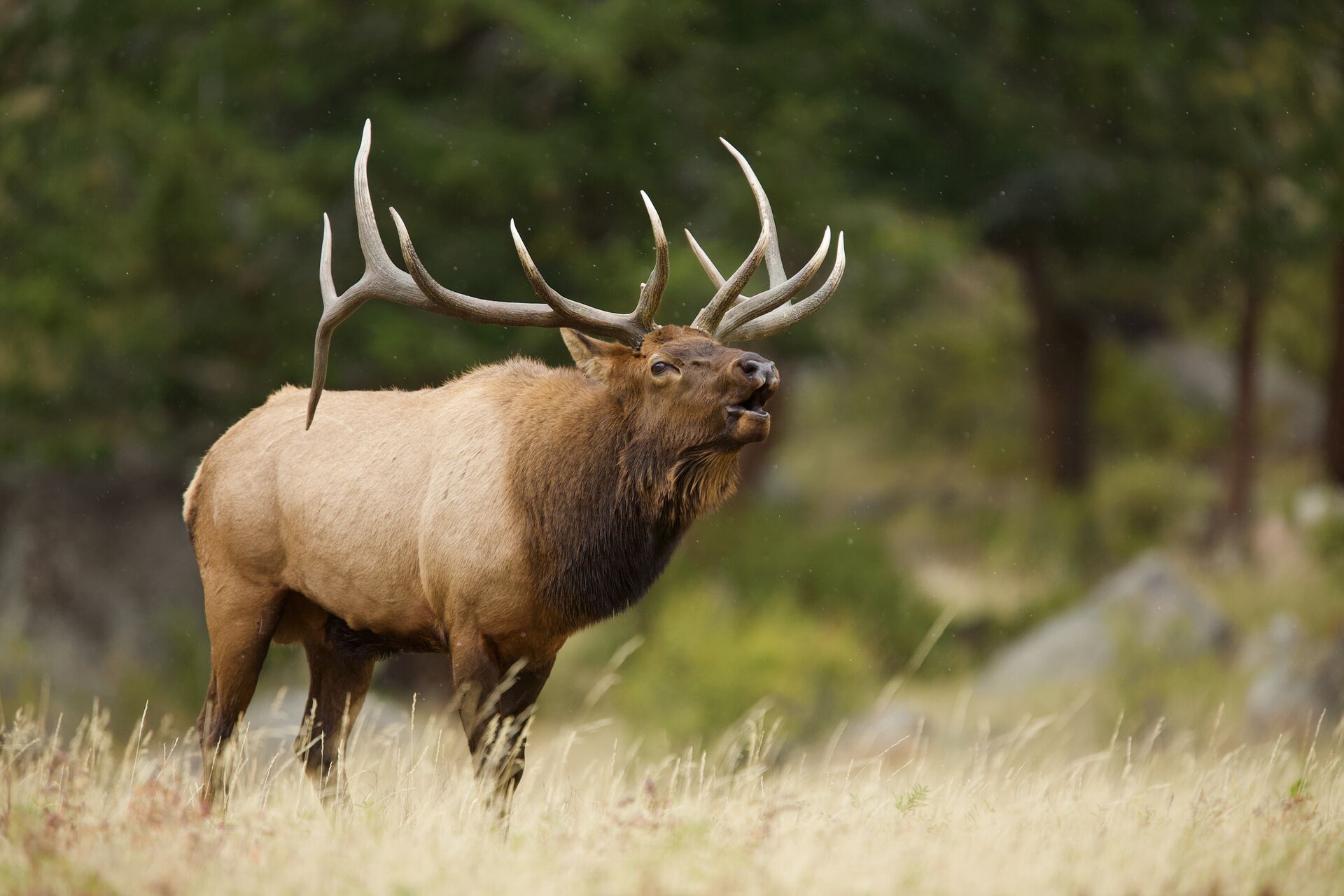 Large bull elk bugles, over the counter elk tags concept. 