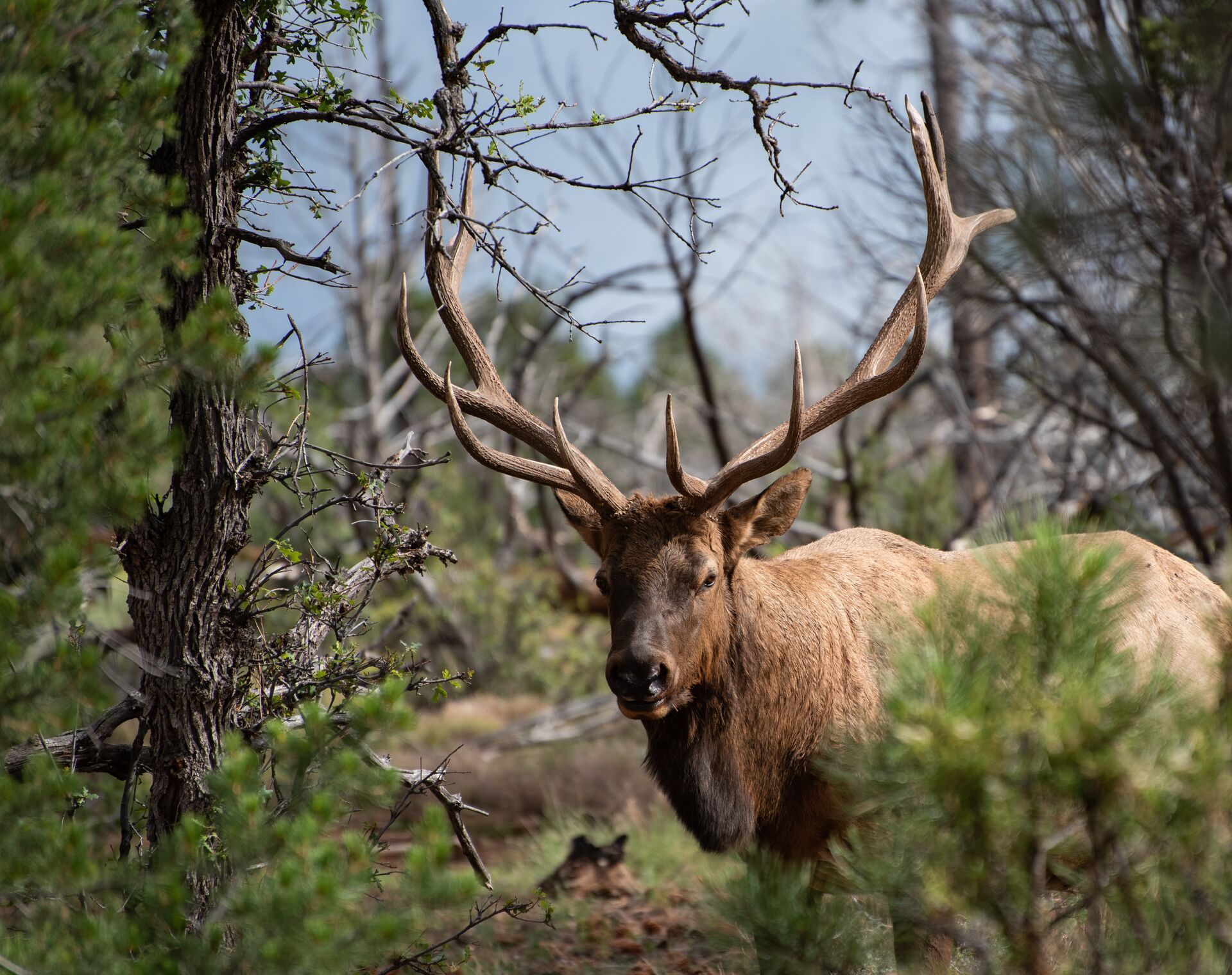 Elk with large antlers in the trees, guided elk hunt concept. 