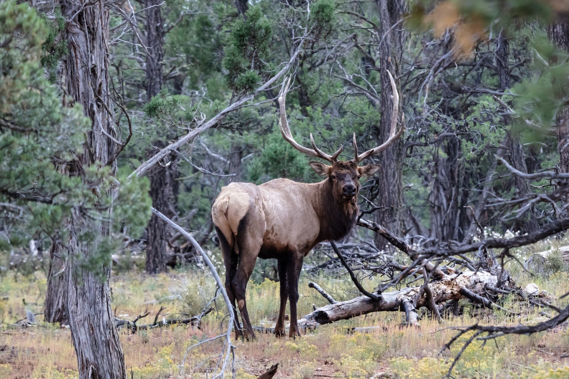 Bull elk looks on in the woods, OTC elk tags concept. 