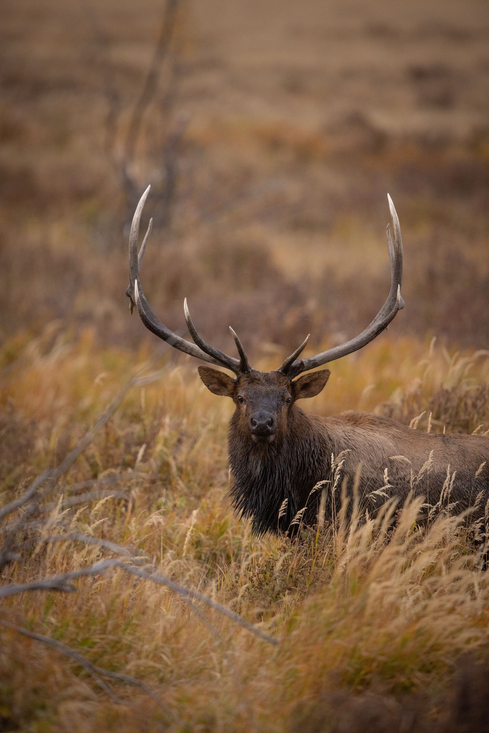 Bull elk looks ahead vertical, where to hunt elk concept.