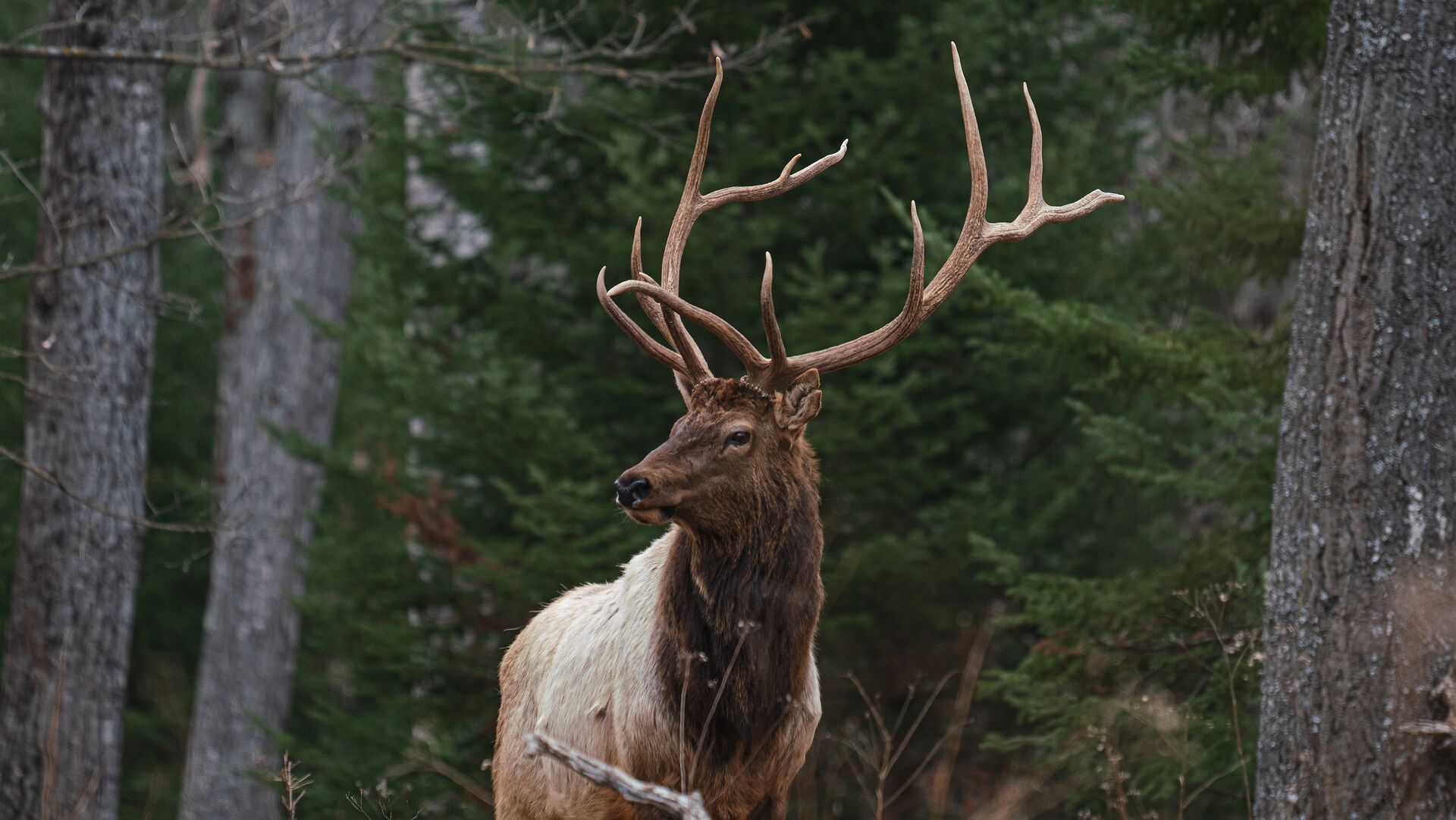 Bull elk stands in the woods, what does elk scat look like concept. 