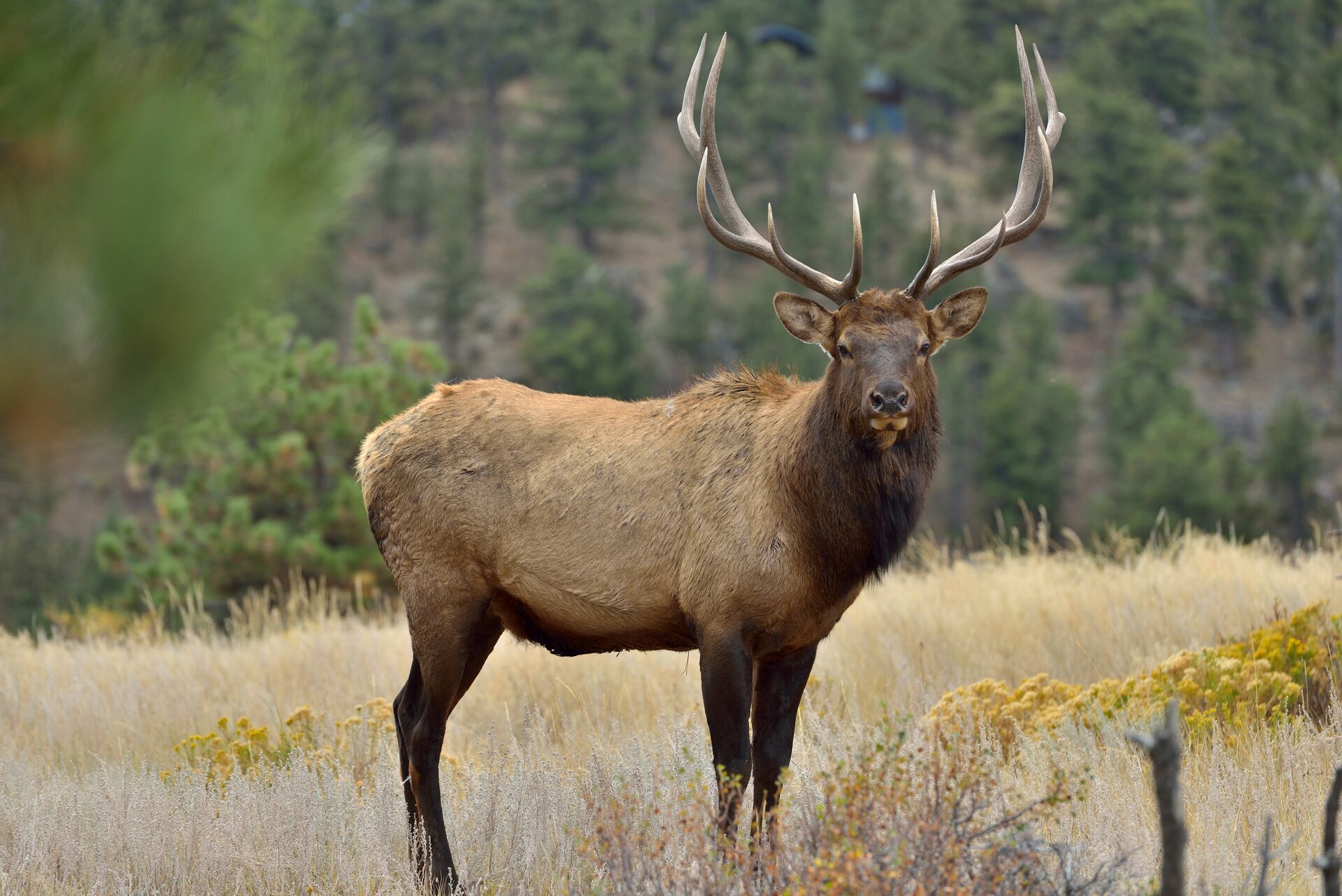 Bull elk in a clearing stares ahead, how to bowhunt elk concept.