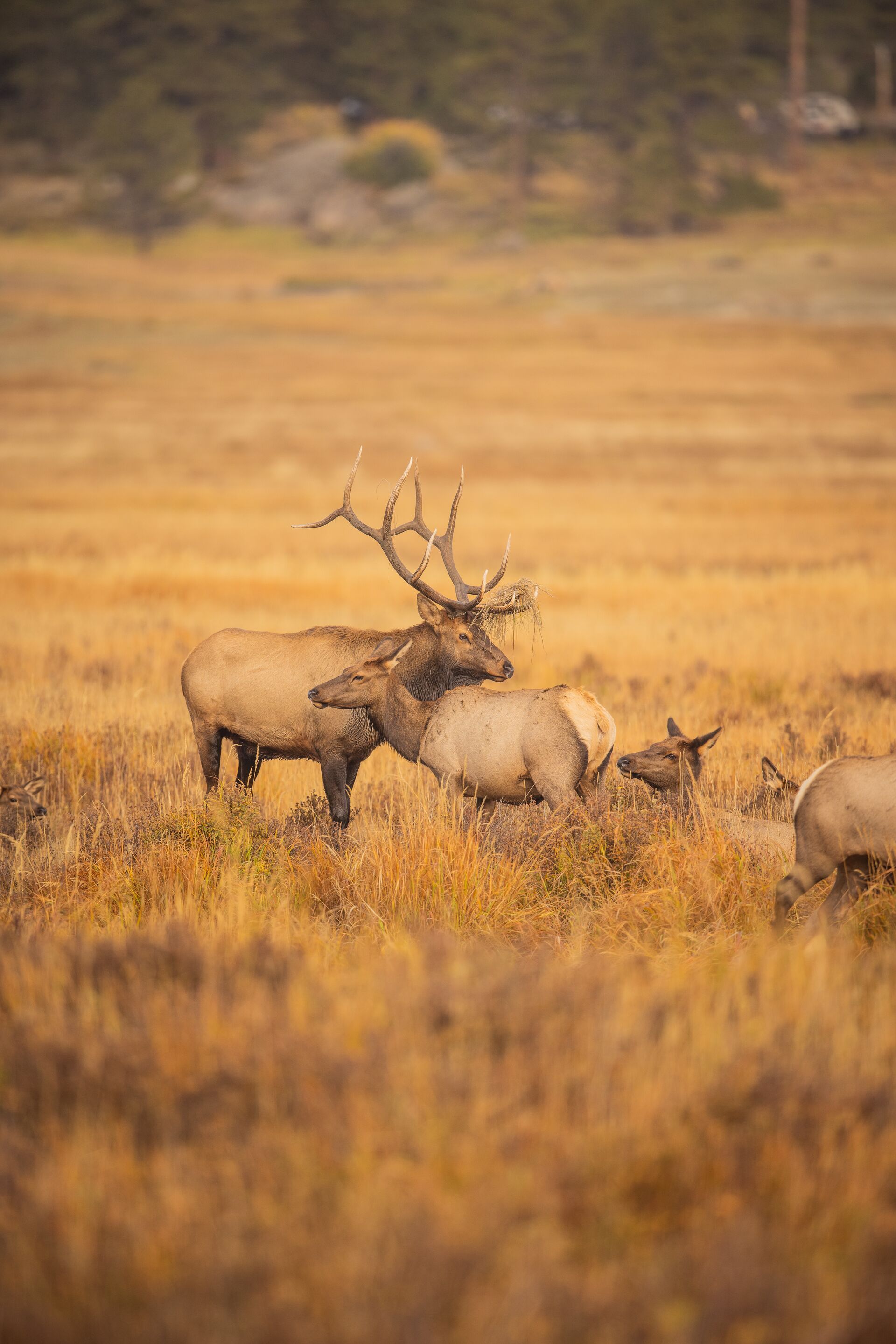 Bull elk with cows, get a Wyoming elk hunting license concept. 
