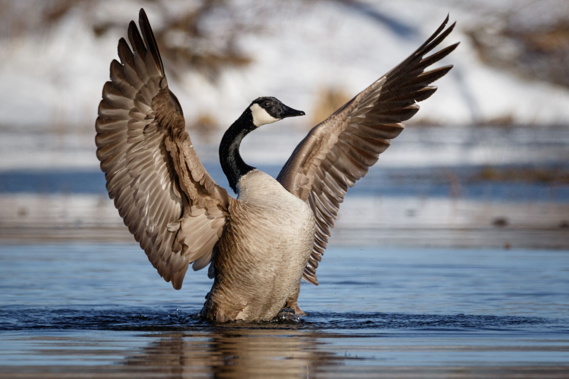 A Canada goose lands in the water.