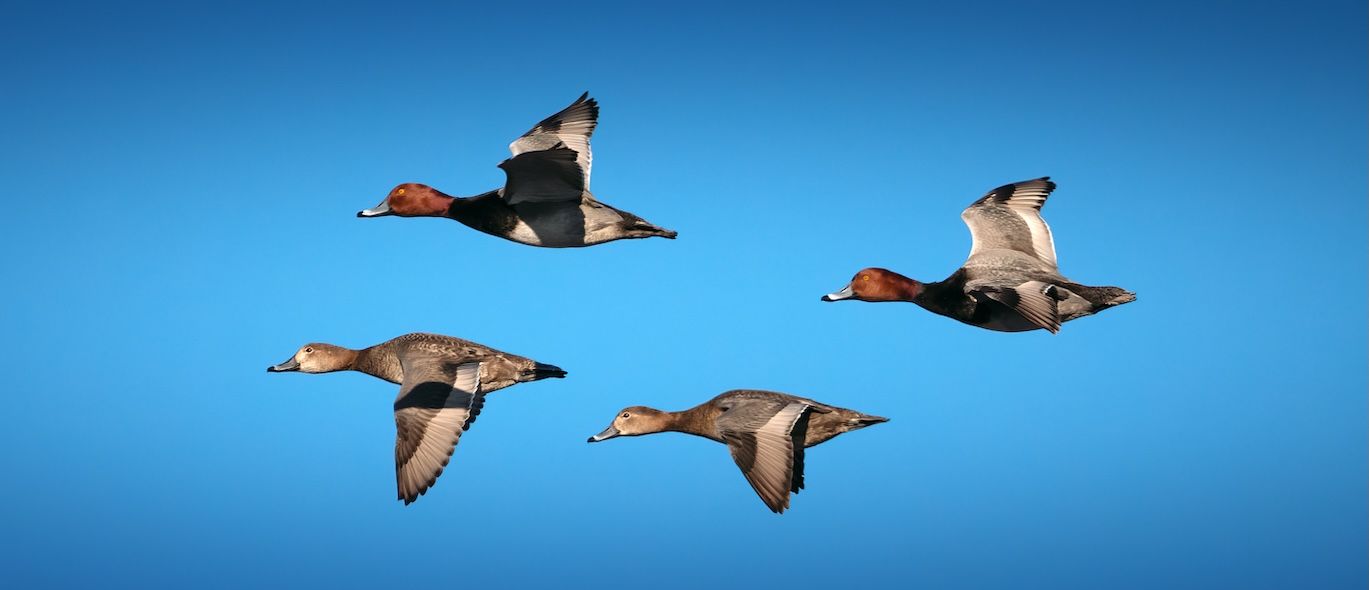 Canvasback ducks in flight, hunting duck breeds concept. 