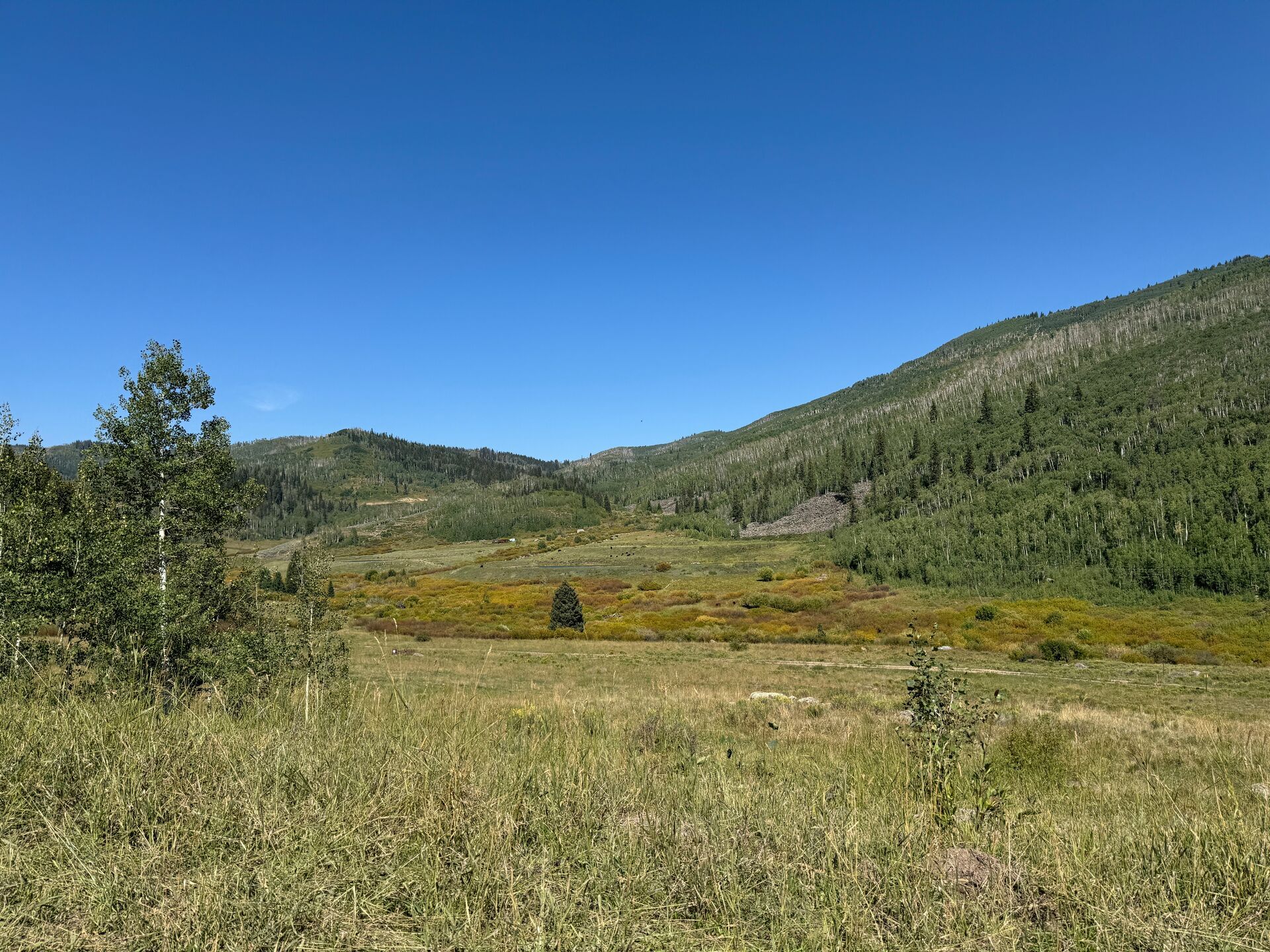 Wide view of a clearing with a mountain nearby, Arizona elk hunting concept. 