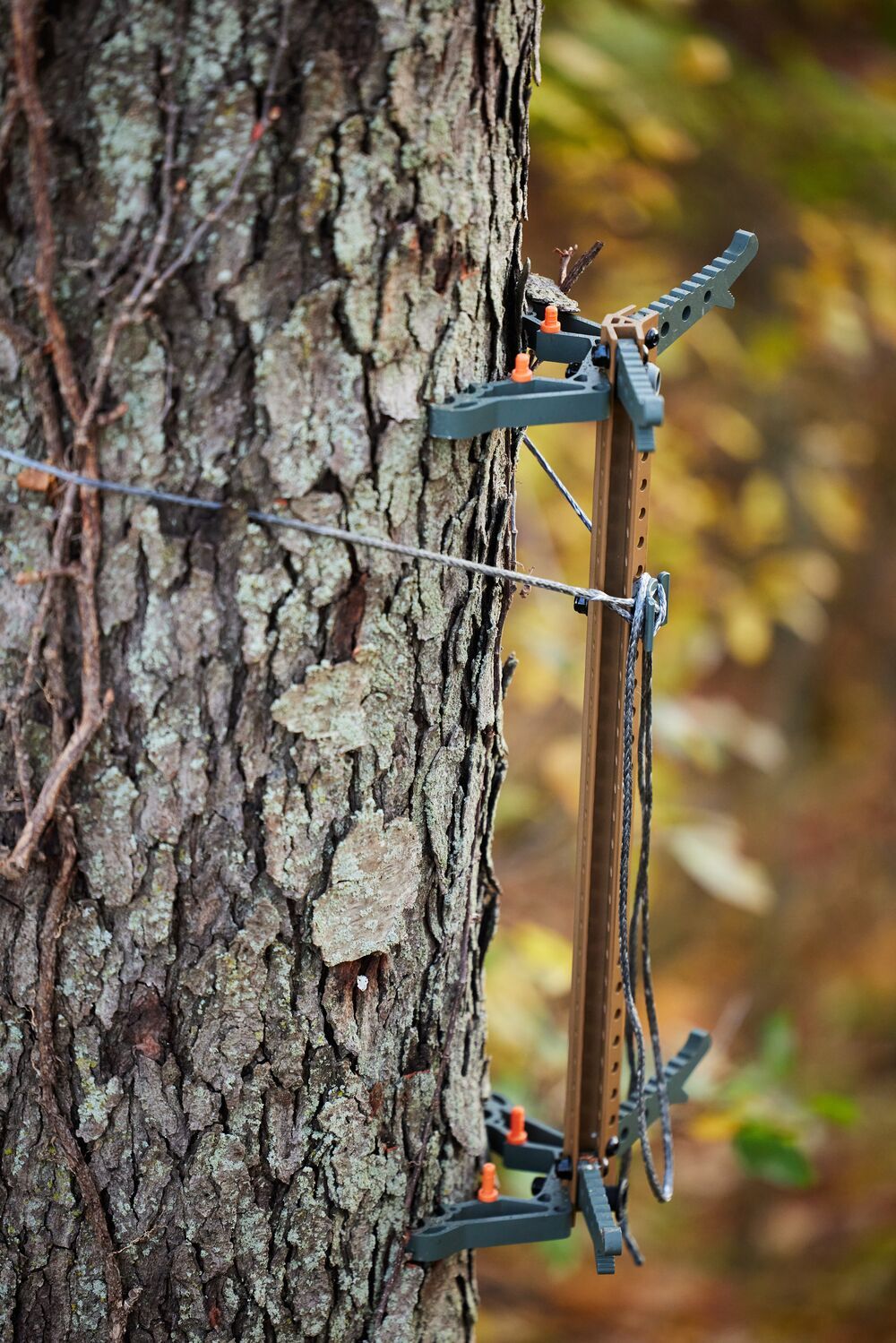 Climbing sticks on a tree, how to saddle hunt for beginners concept. 