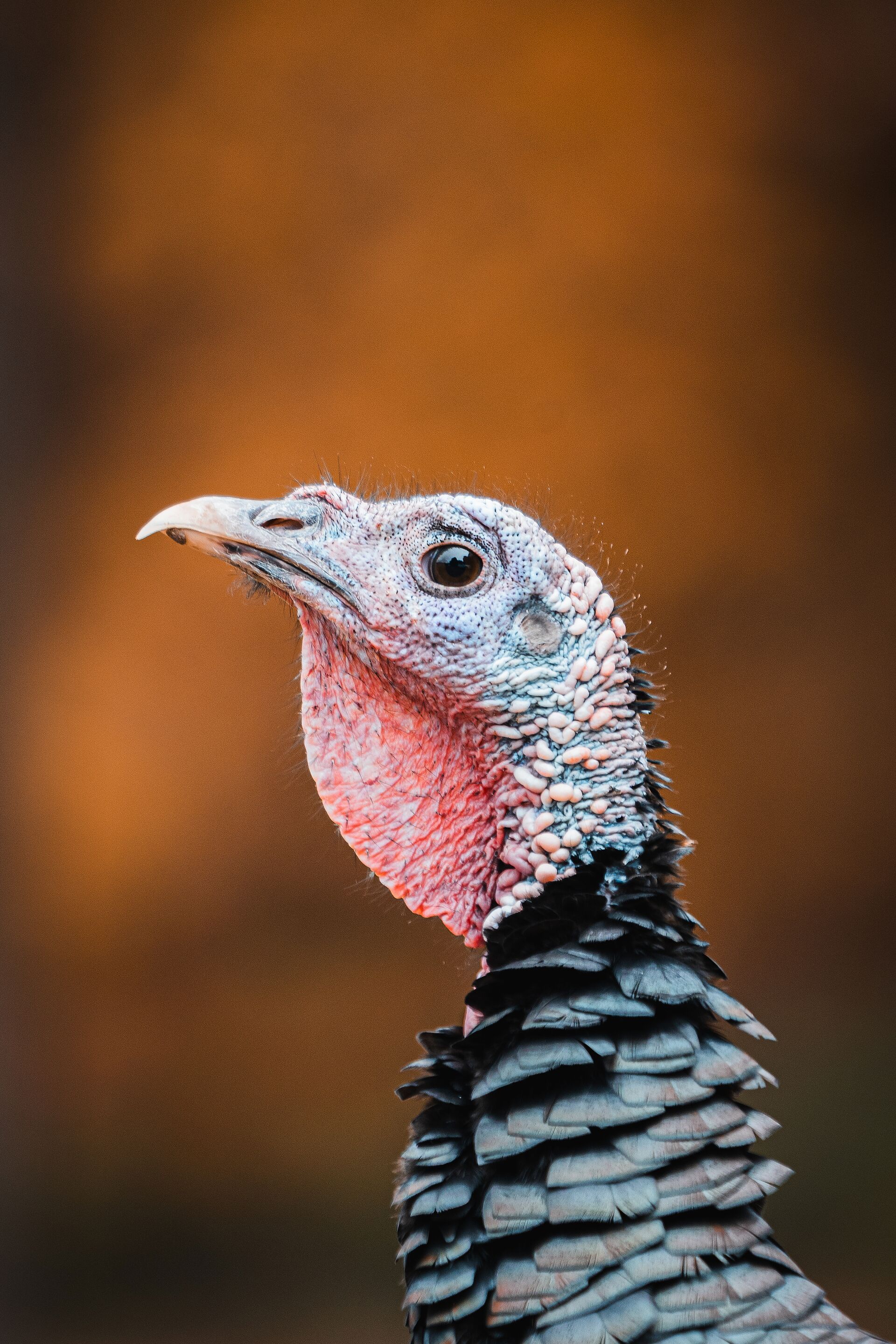 Close-up of a turkey head looking at the camera. 