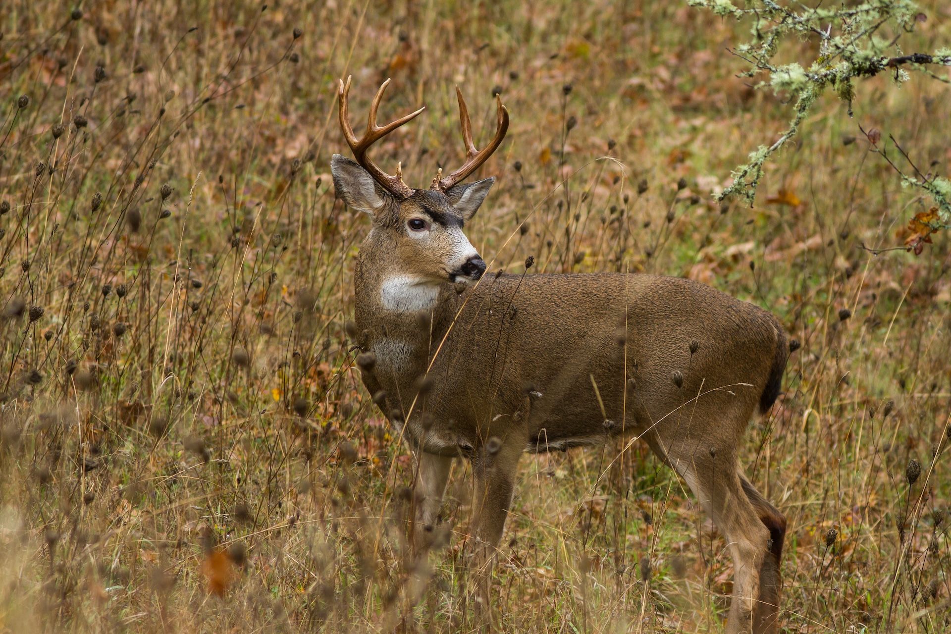 Black tail buck deer close-up. 