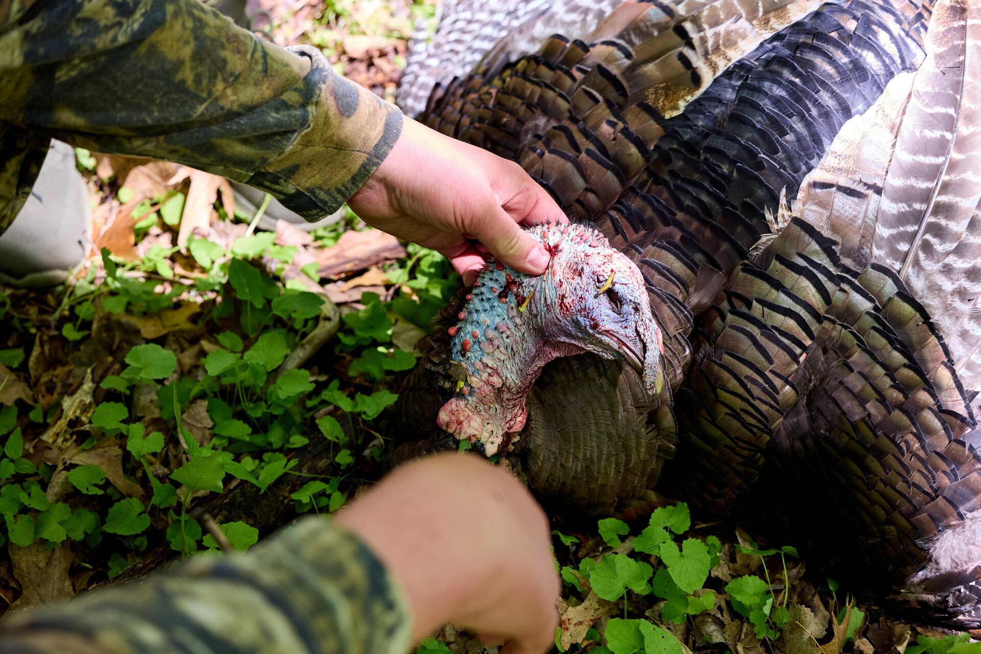 Close-up of hands near turkey's head on ground after hunt, Arizona turkey hunting concept. 