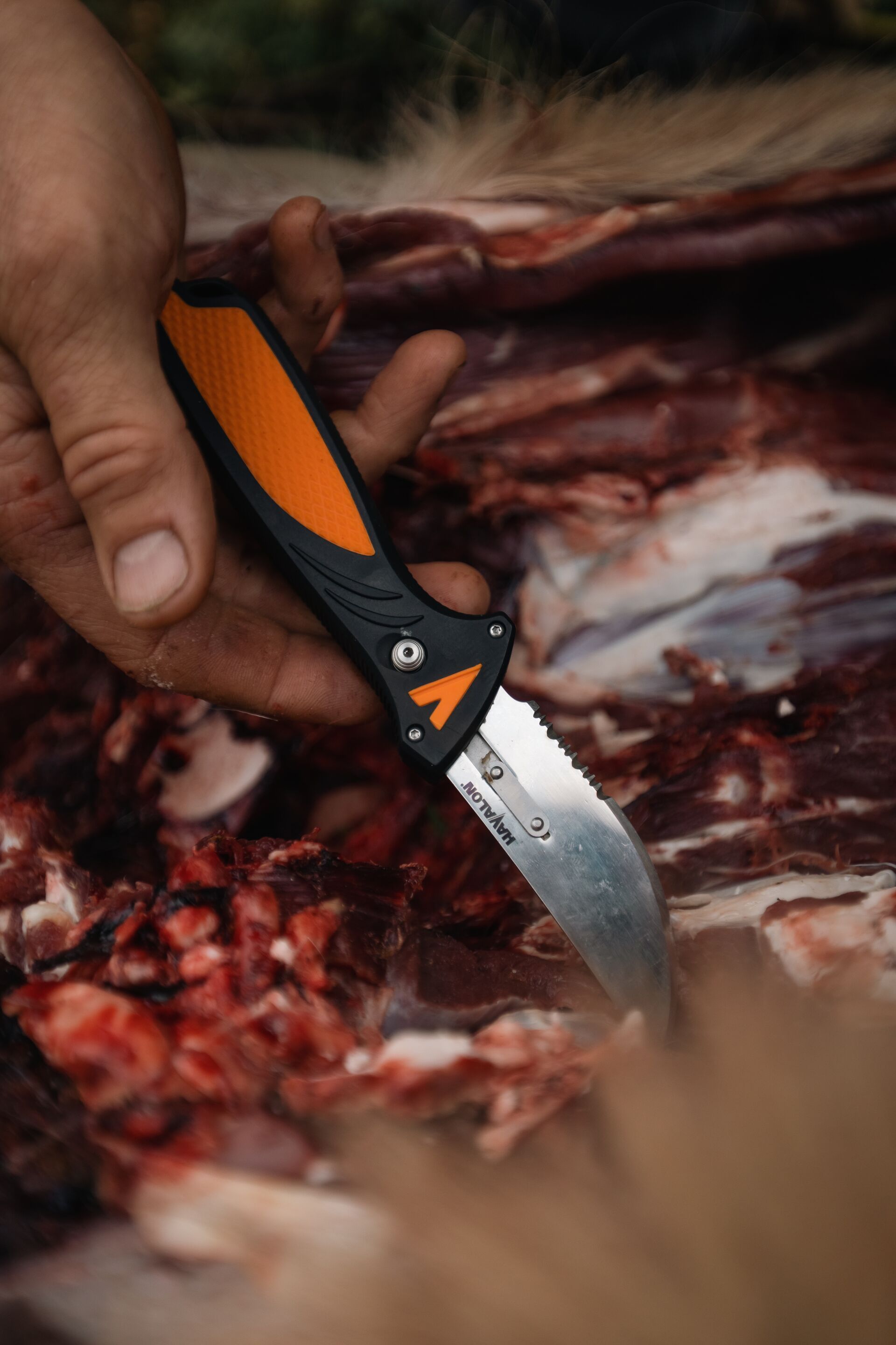 Close-up of knife in a hand during field dressing and animal. 