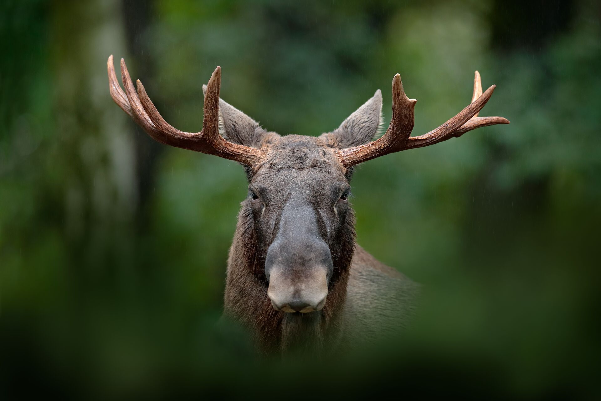 Close-up of moose head looking ahead through the brush, best times for moose hunting concept. 