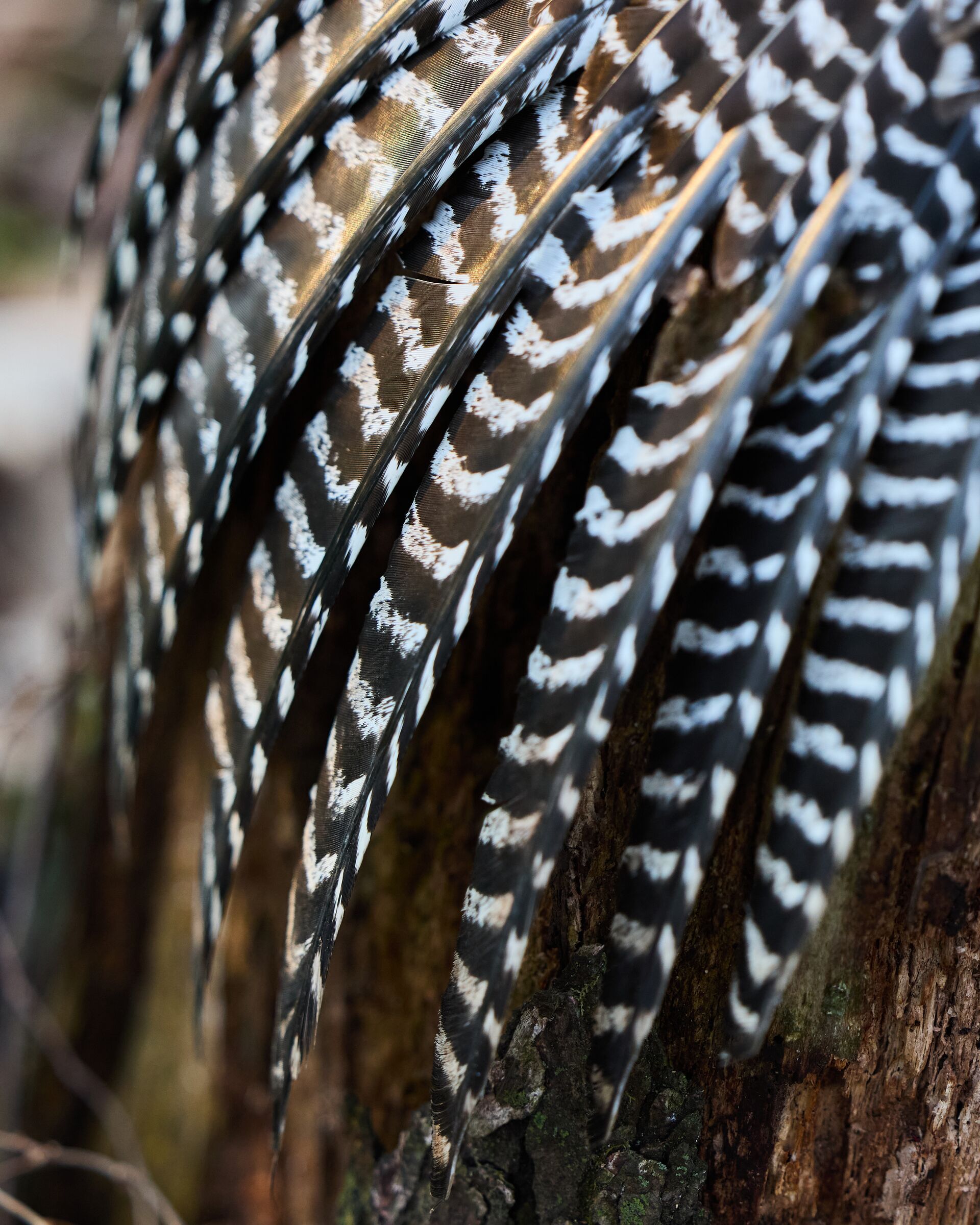 Close-up of turkey tail features, Colorado turkey hunting seasons concept. 