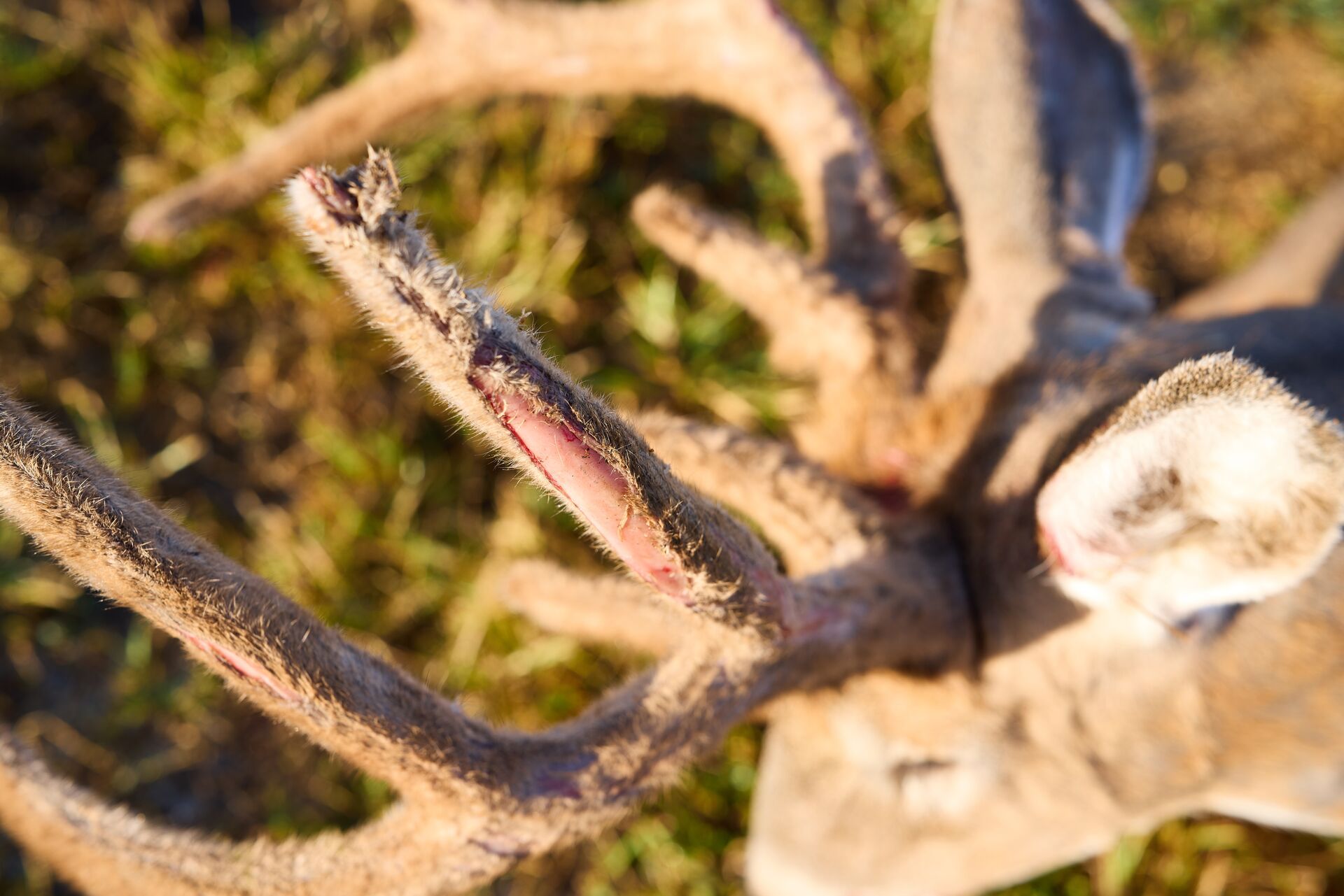Velvet shedding from deer antlers, deer antlers explained concept. 