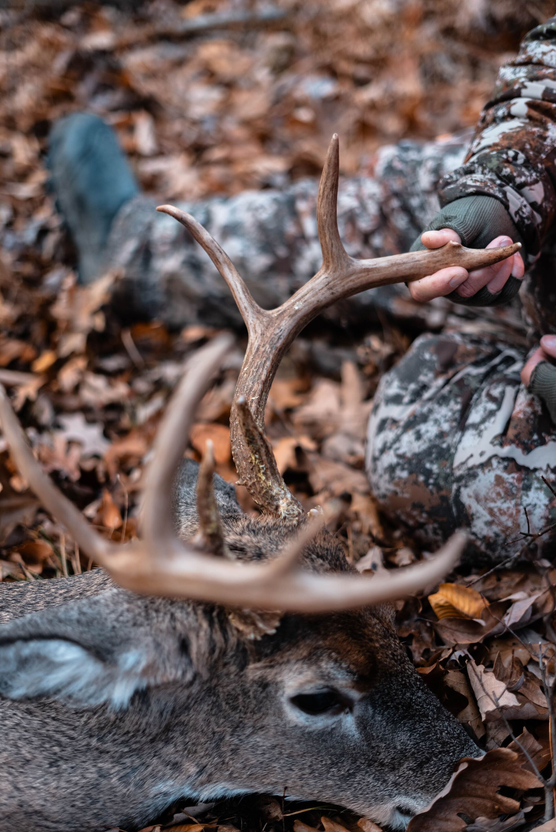 Close-up of a buck's head and antlers on the ground, best deer hunting states concept. 