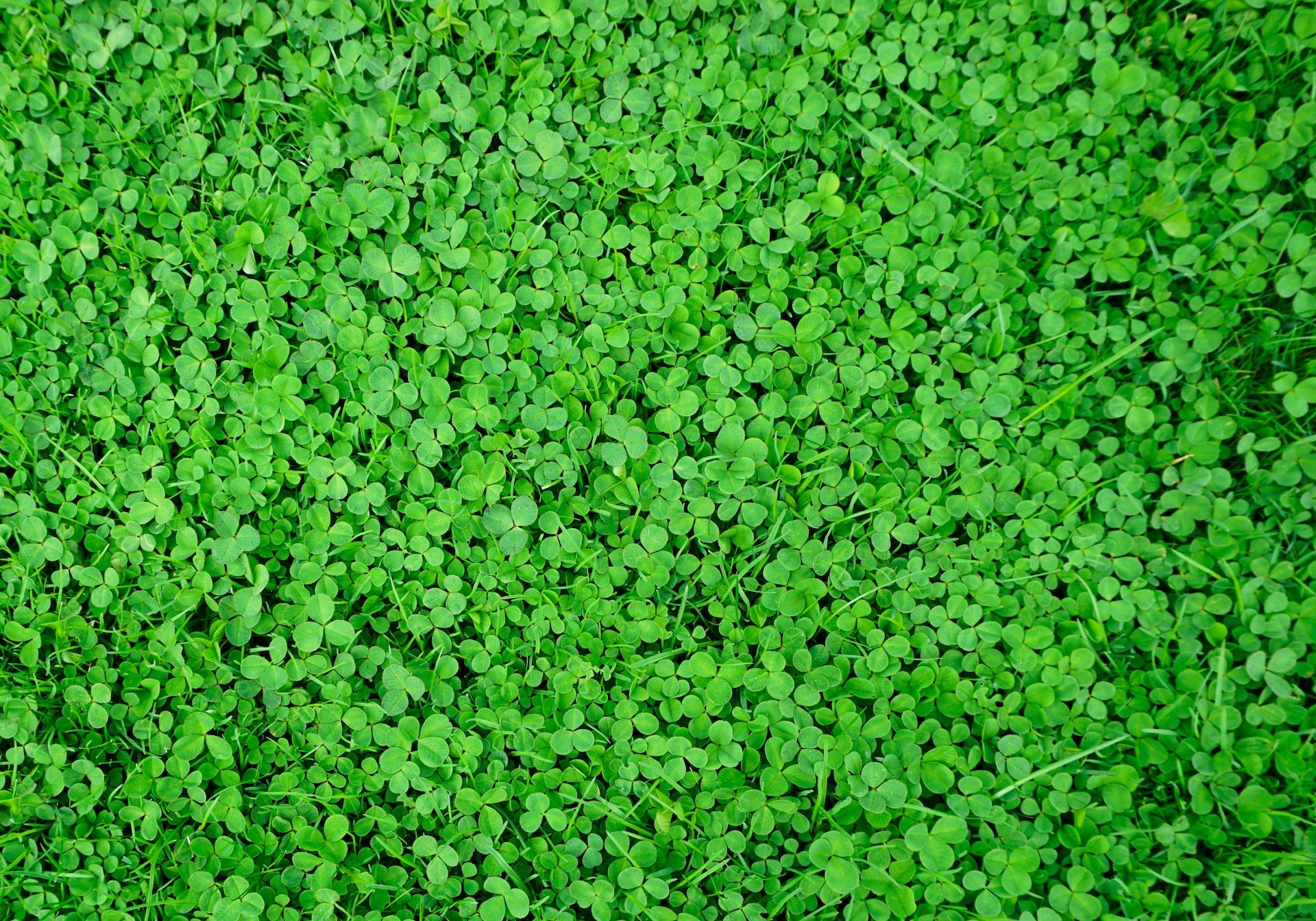 Close-up of clover in a field, spring food plots for deer concept. 