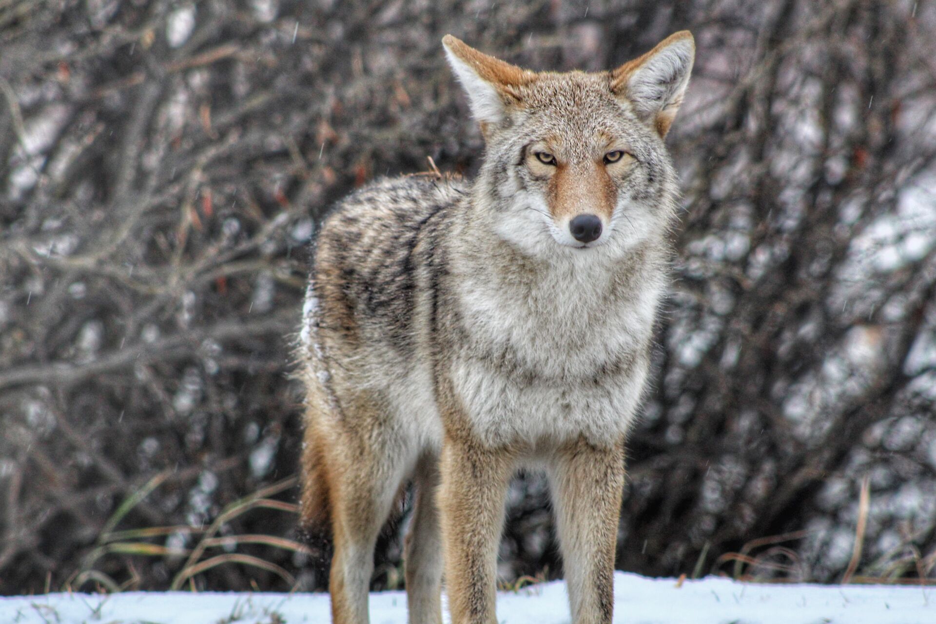 A coyote in the snow near brush. 