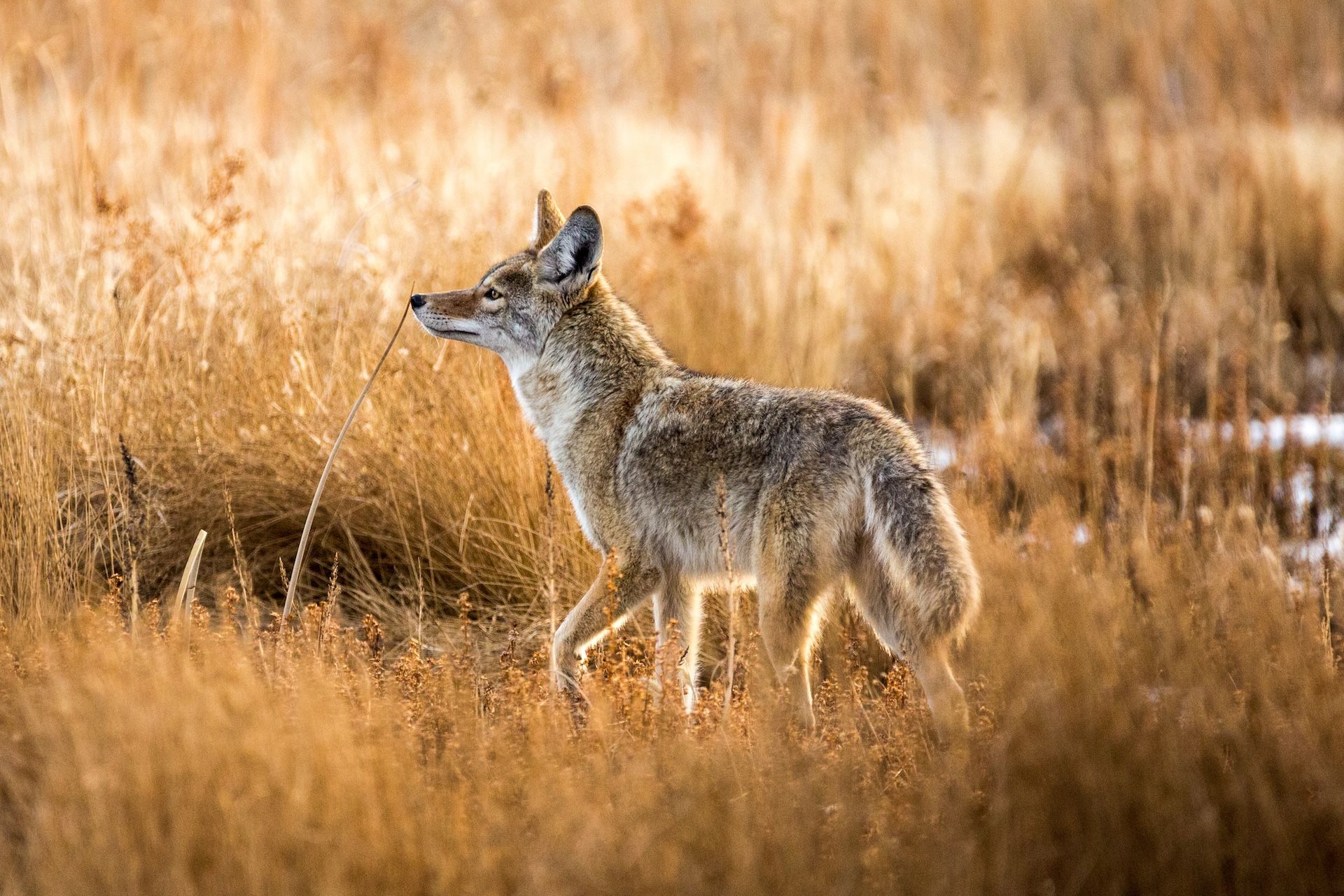 Coyote stands in brushy field, how to find coyotes concept. 
