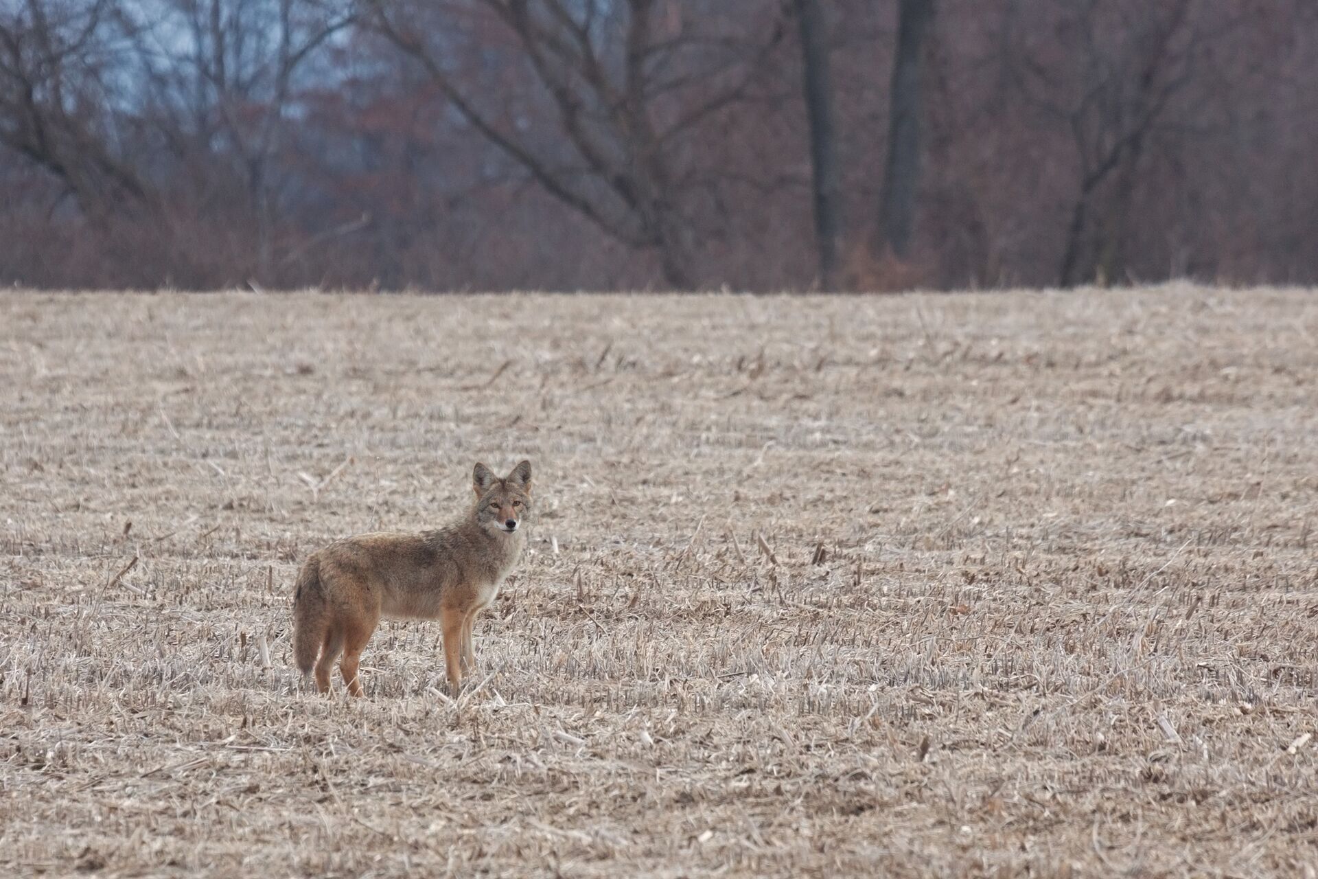 A coyote in the distance in a field. 