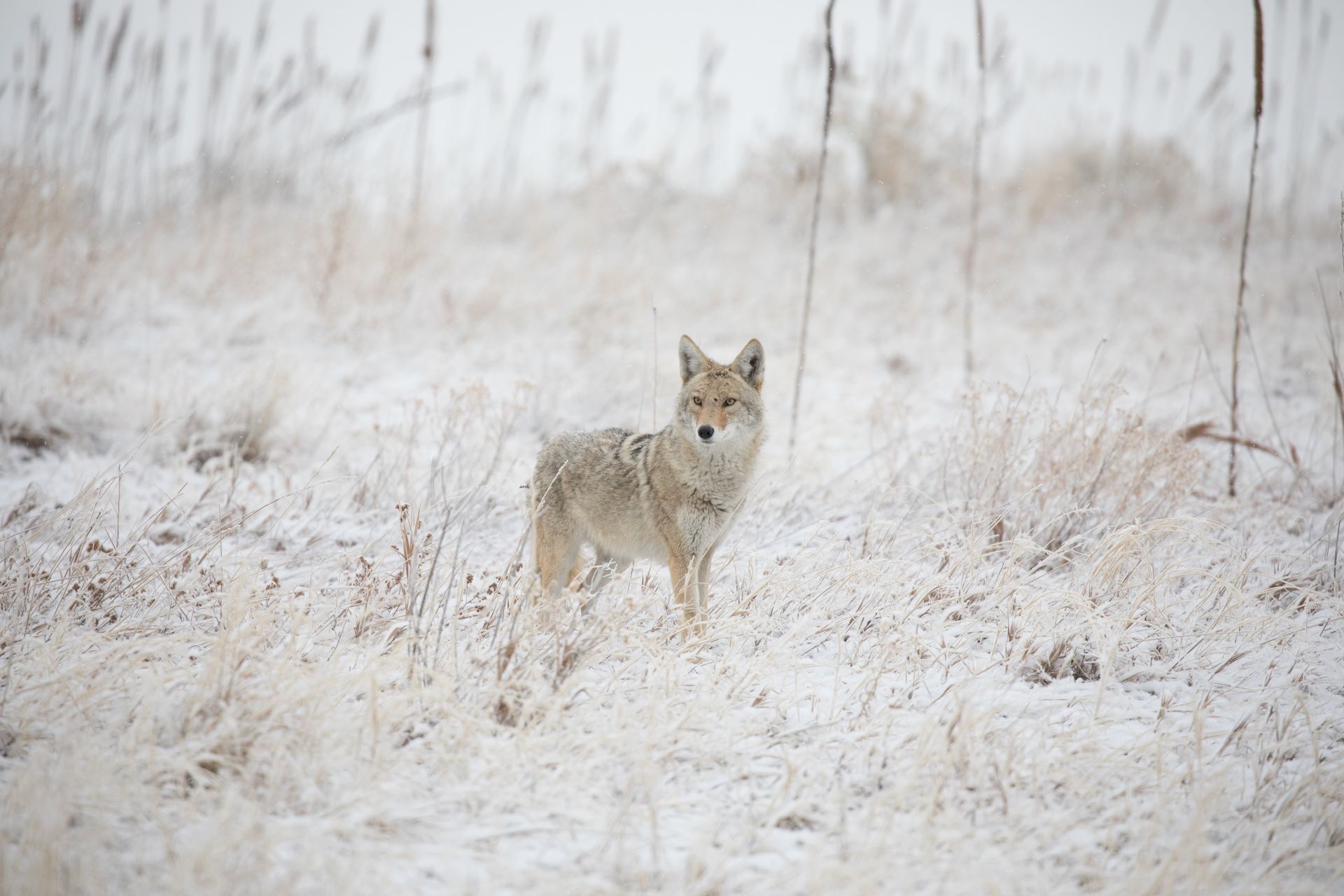 Coyote stands in snowy field, know the best times to hunt coyote concept. 