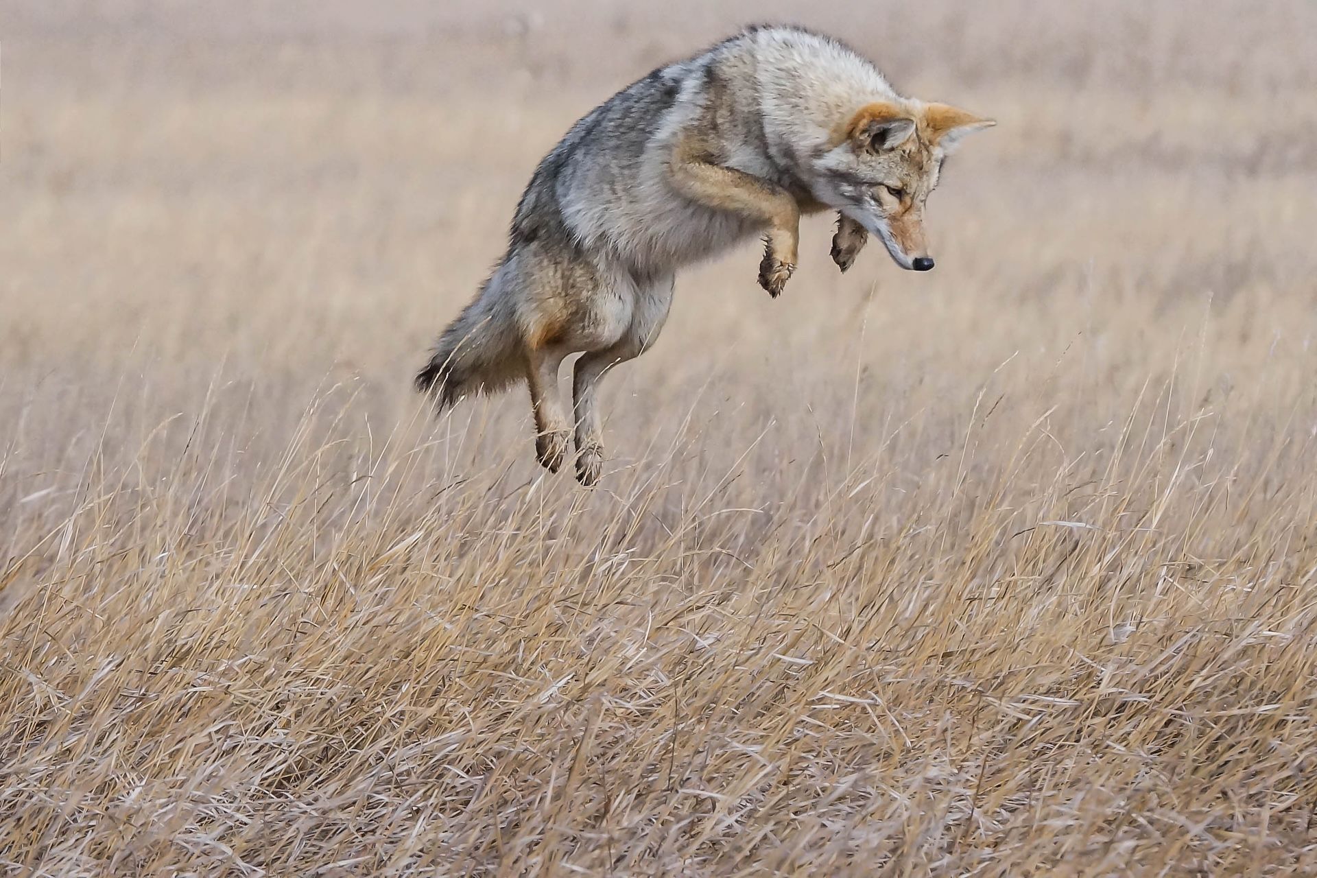 A coyote jumps in a field, find the best coyote movement times for hunts concept. 