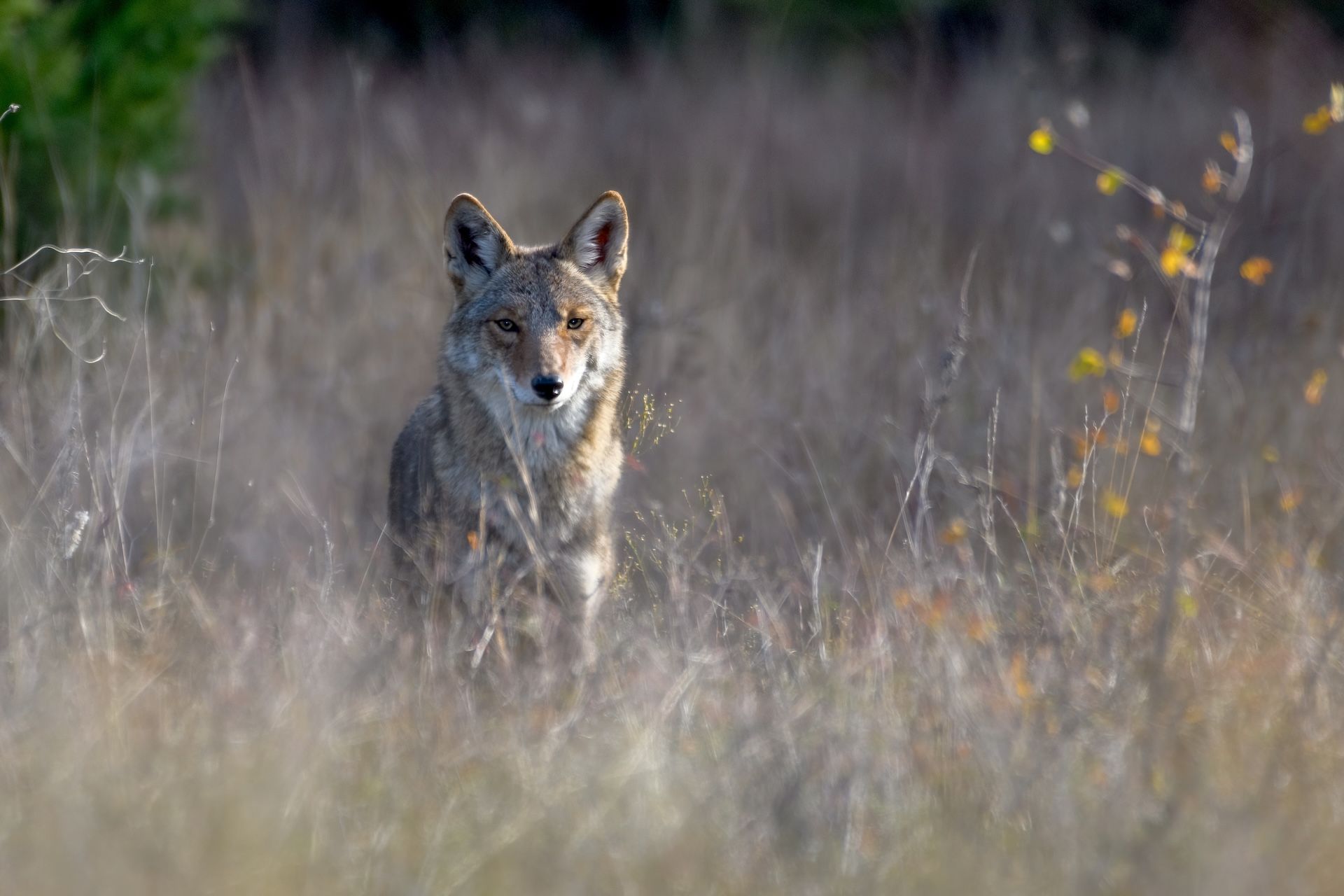 Coyote stands in tall brush, how to find coyotes concept. 
